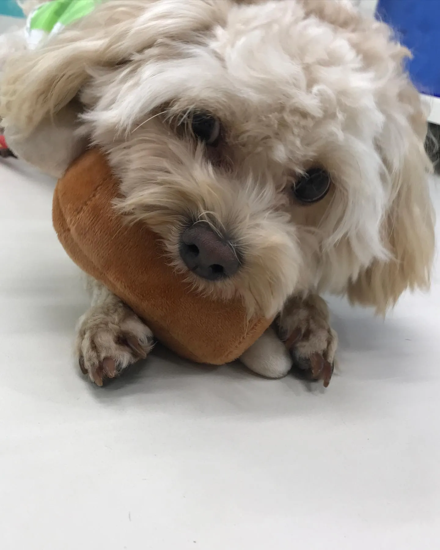 【ペットホテル　犬ちゃん】