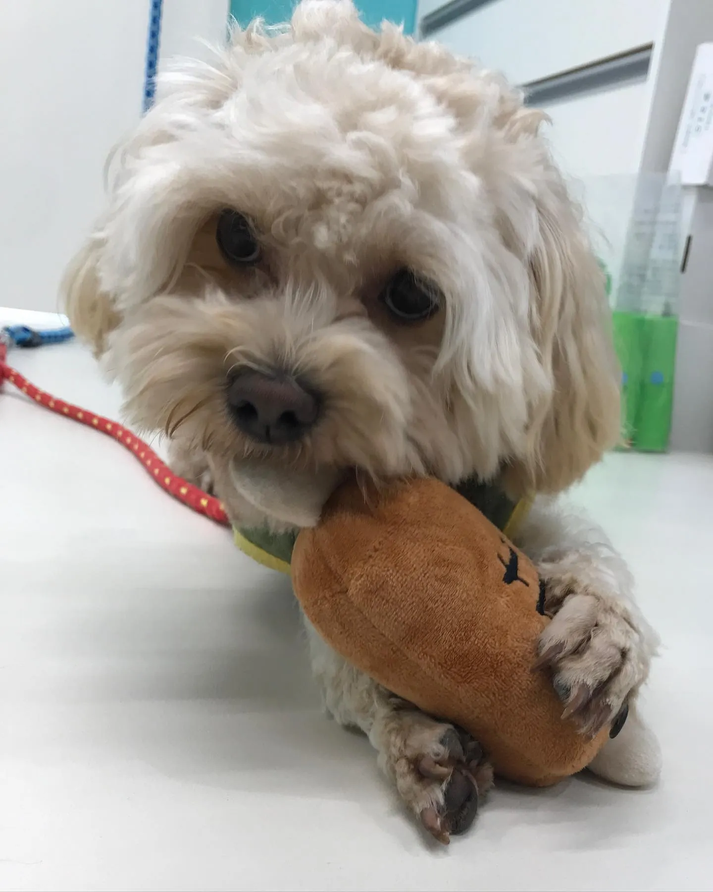 【ペットホテル　犬ちゃん】