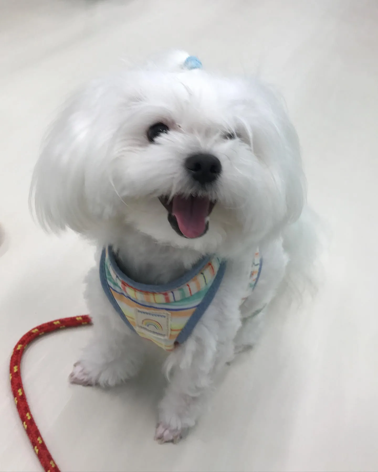 【ペットホテル　犬ちゃん】