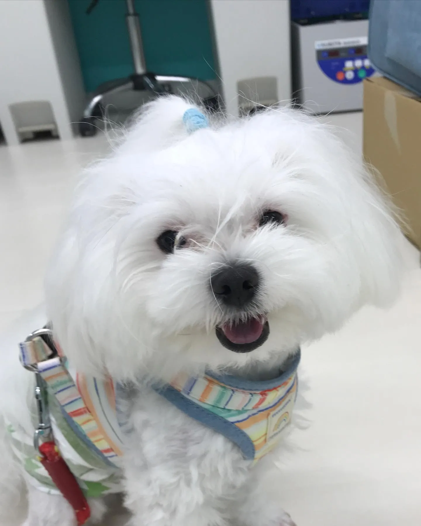 【ペットホテル　犬ちゃん】