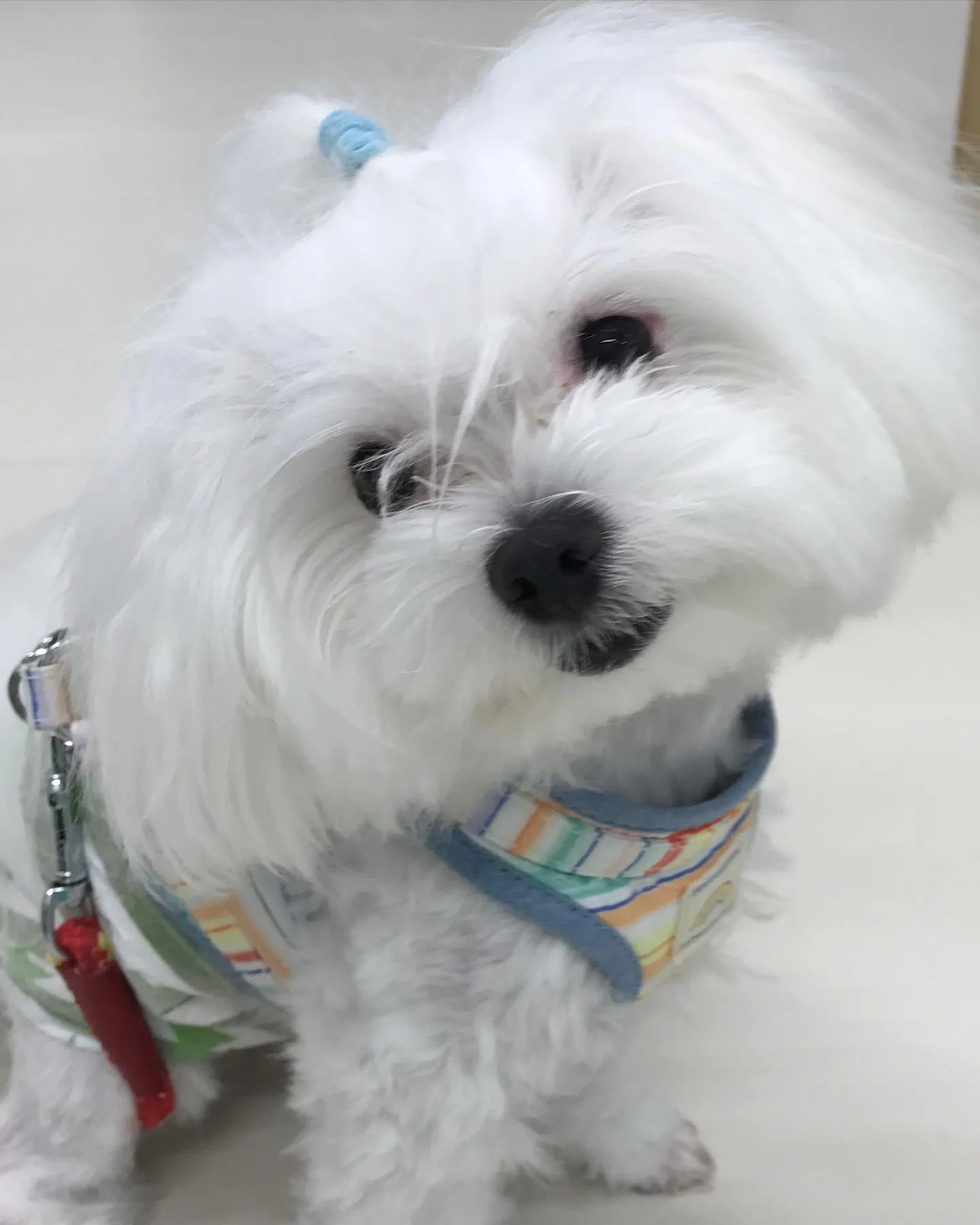 【ペットホテル　犬ちゃん】