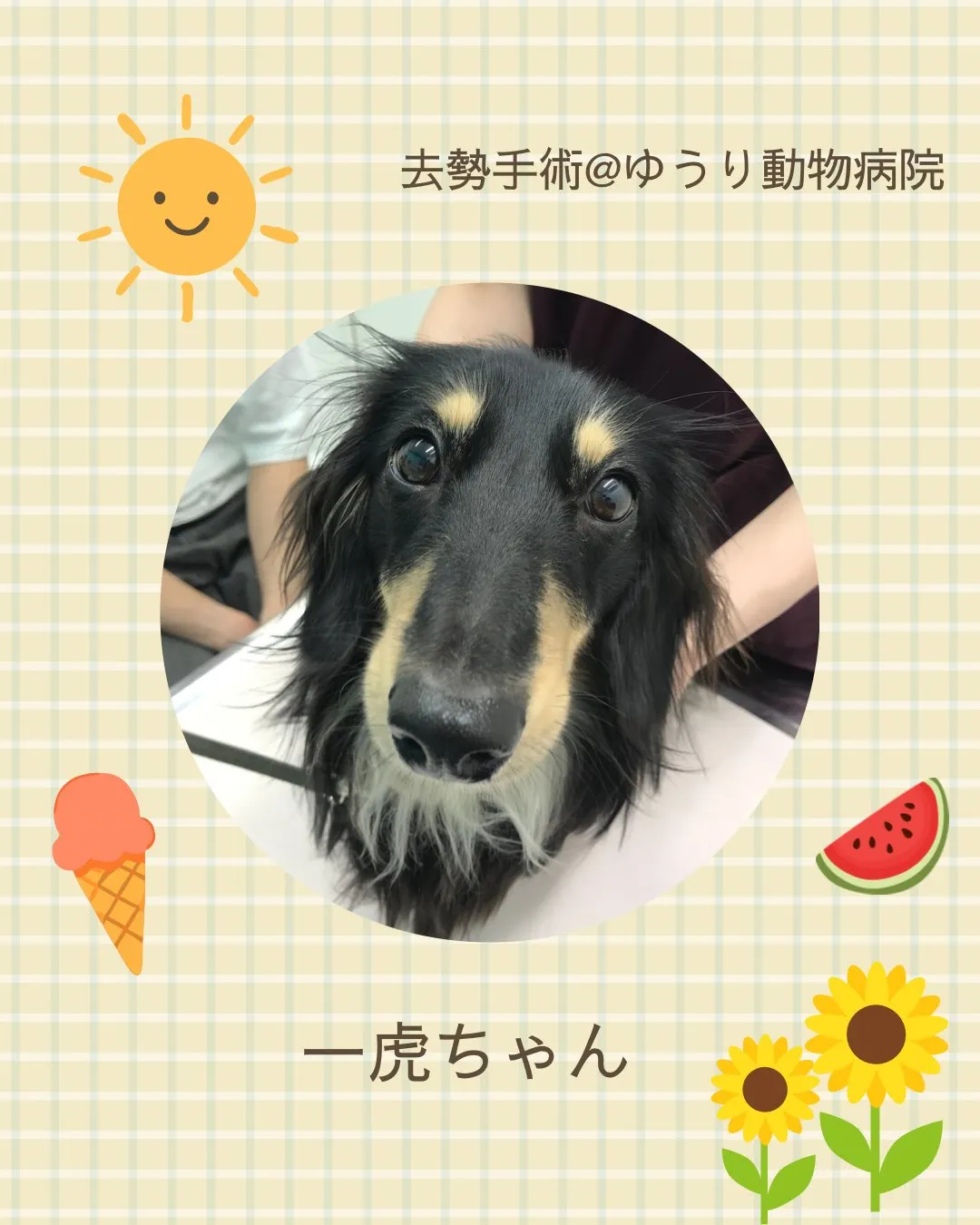 【去勢手術 犬ちゃん】