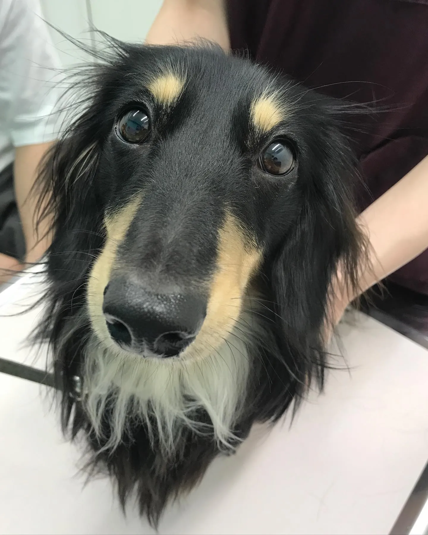 【去勢手術 犬ちゃん】