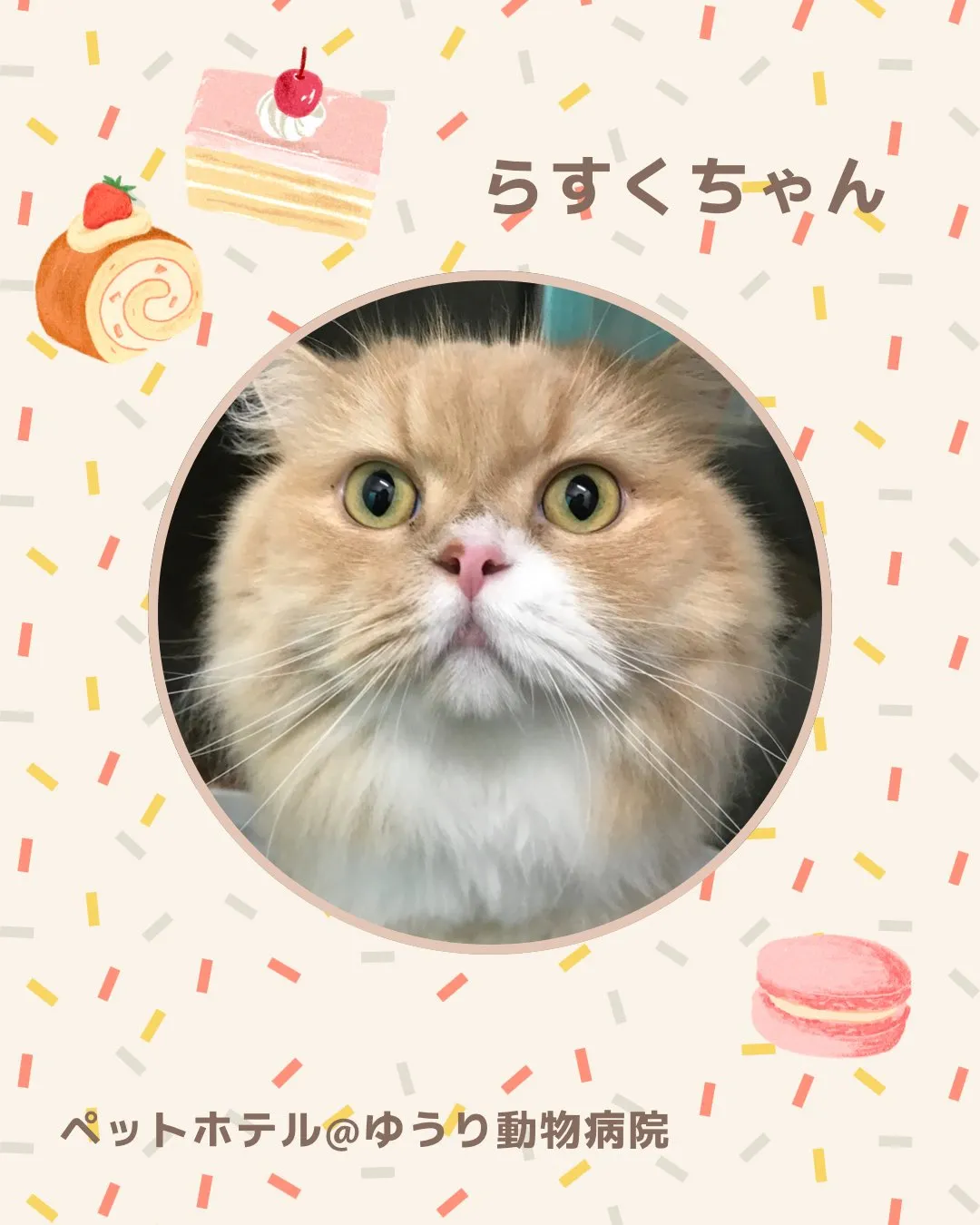 【ペットホテル 猫ちゃん】