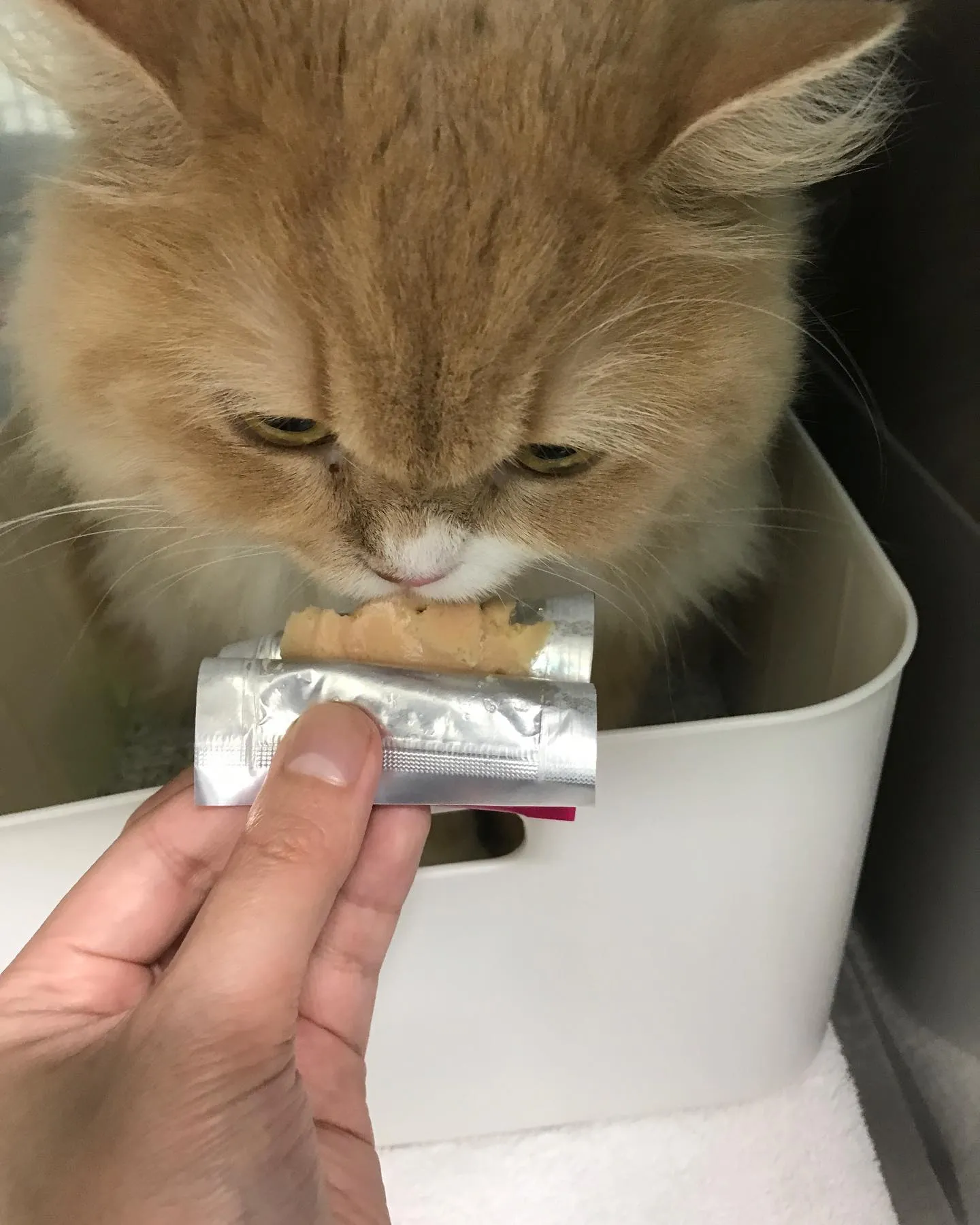【ペットホテル 猫ちゃん】