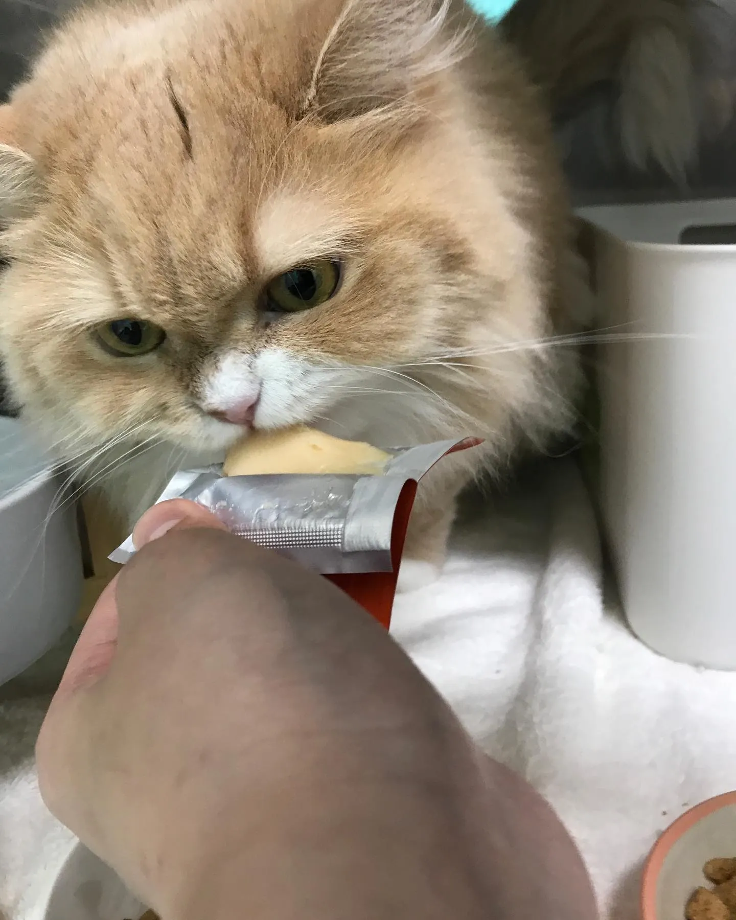 【ペットホテル 猫ちゃん】