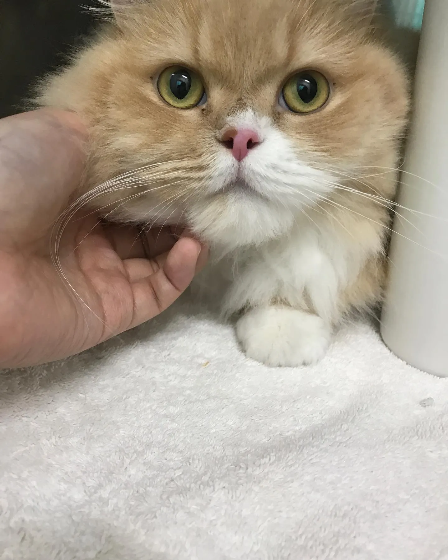 【ペットホテル 猫ちゃん】