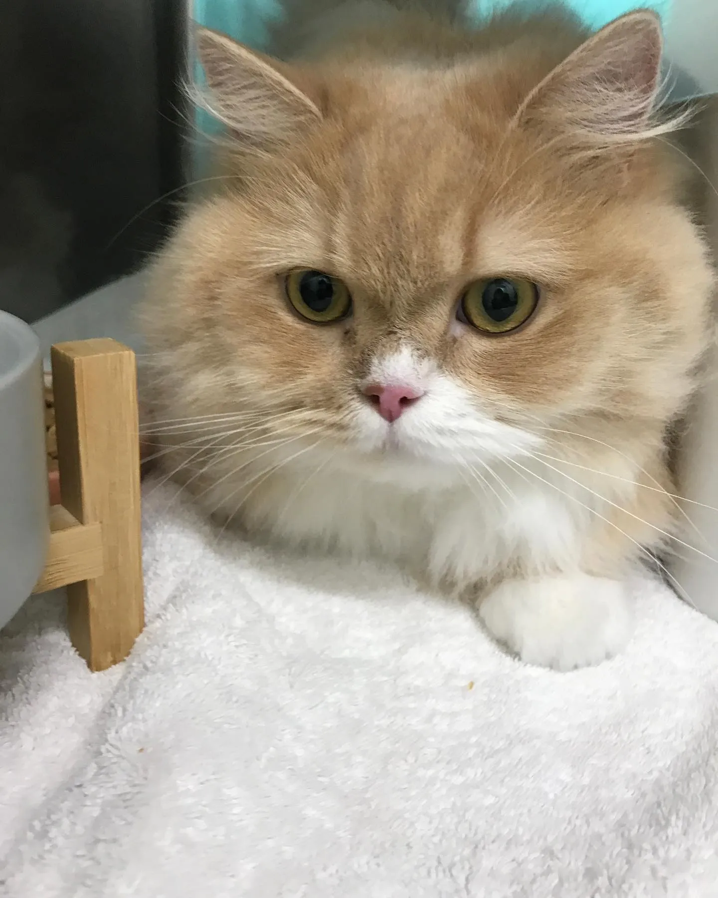 【ペットホテル 猫ちゃん】