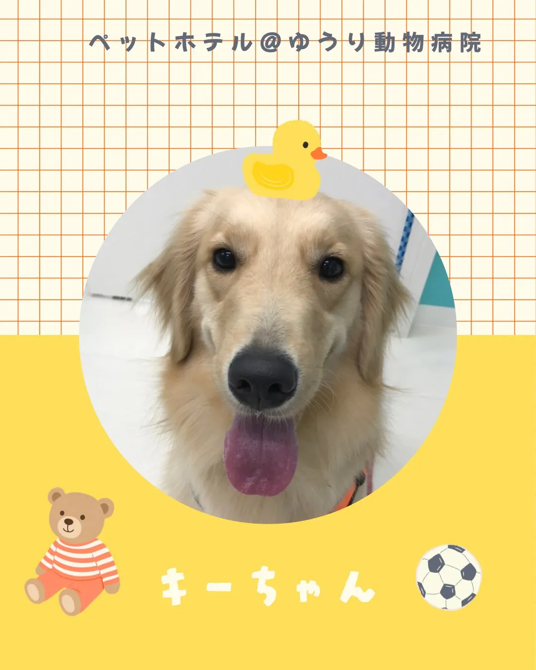 【ペットホテル 犬ちゃん】