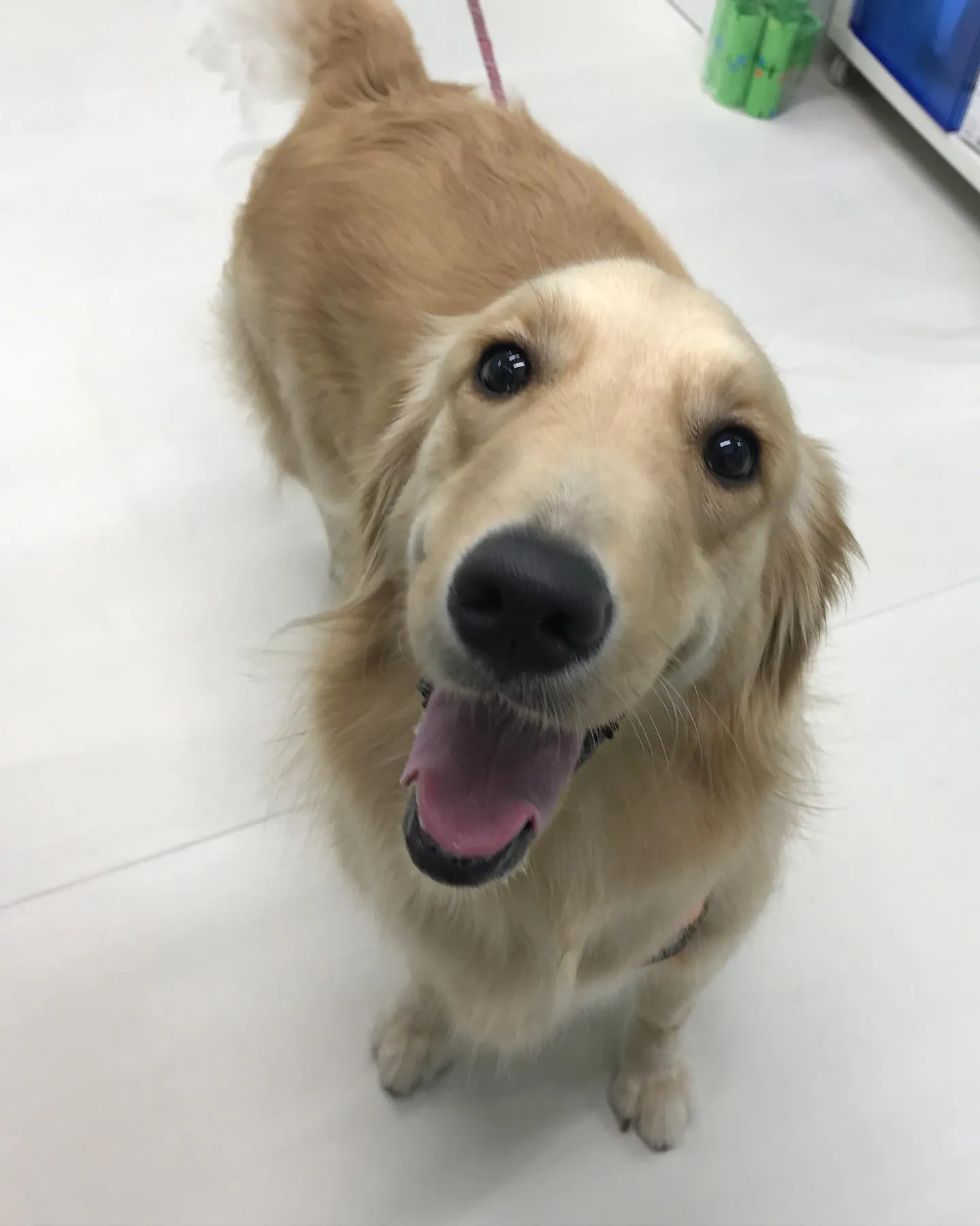 【ペットホテル 犬ちゃん】