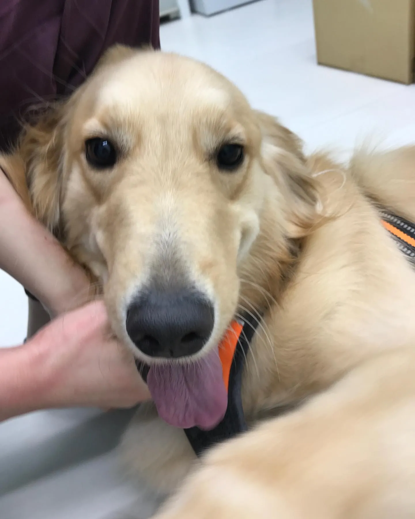 【ペットホテル 犬ちゃん】