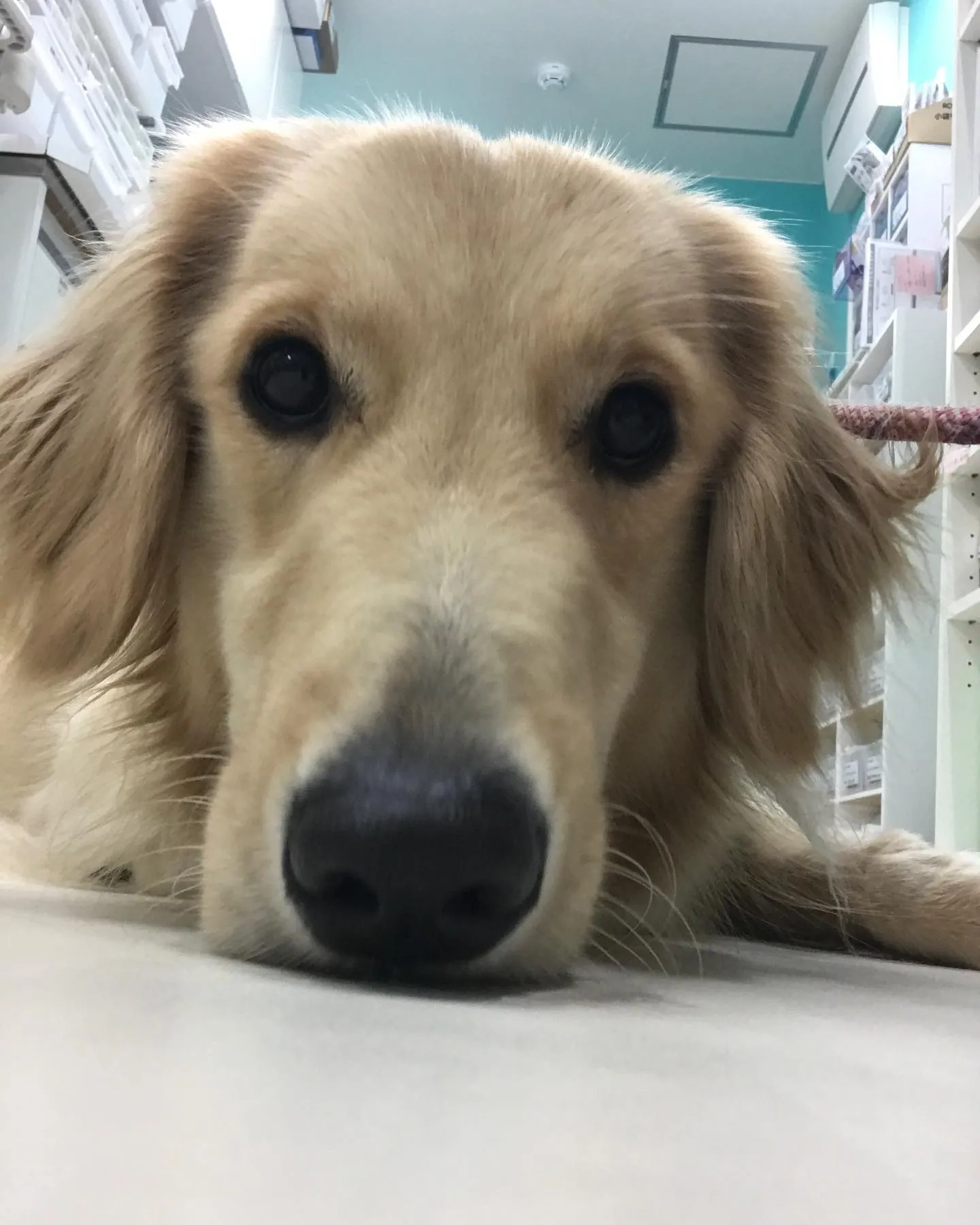【ペットホテル 犬ちゃん】