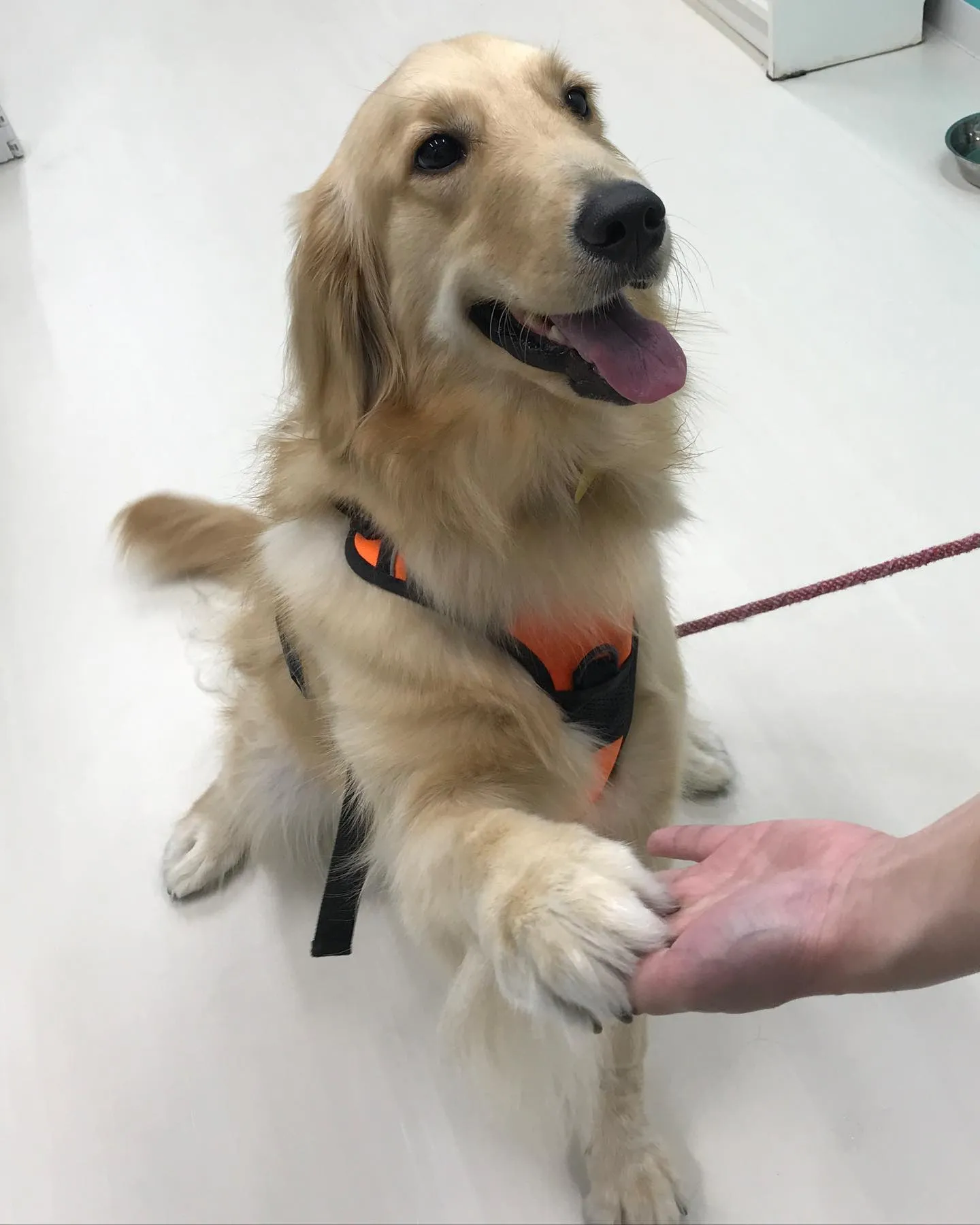 【ペットホテル 犬ちゃん】