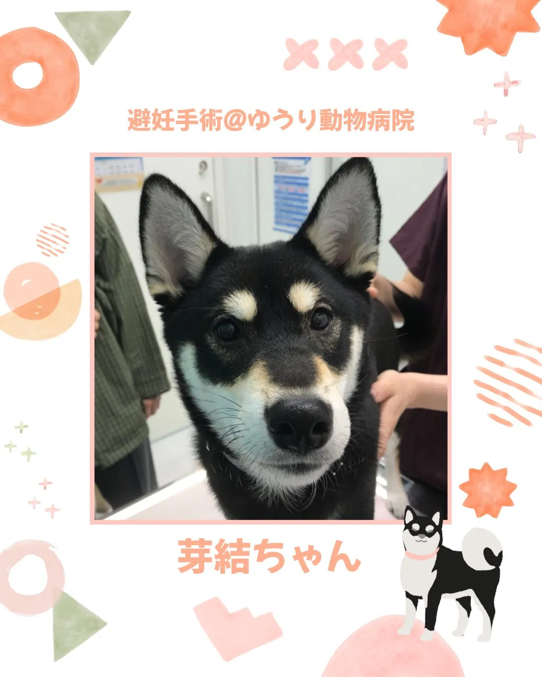 【避妊手術 犬ちゃん】
