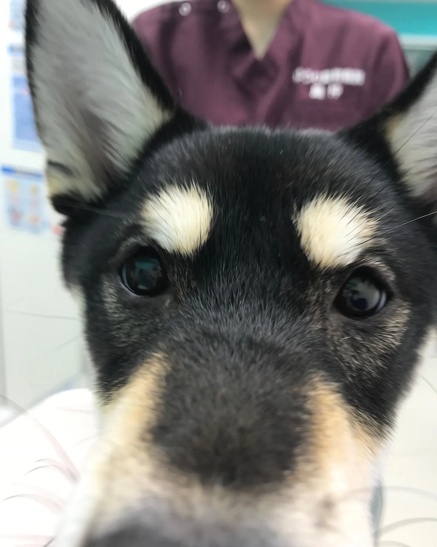 【避妊手術 犬ちゃん】