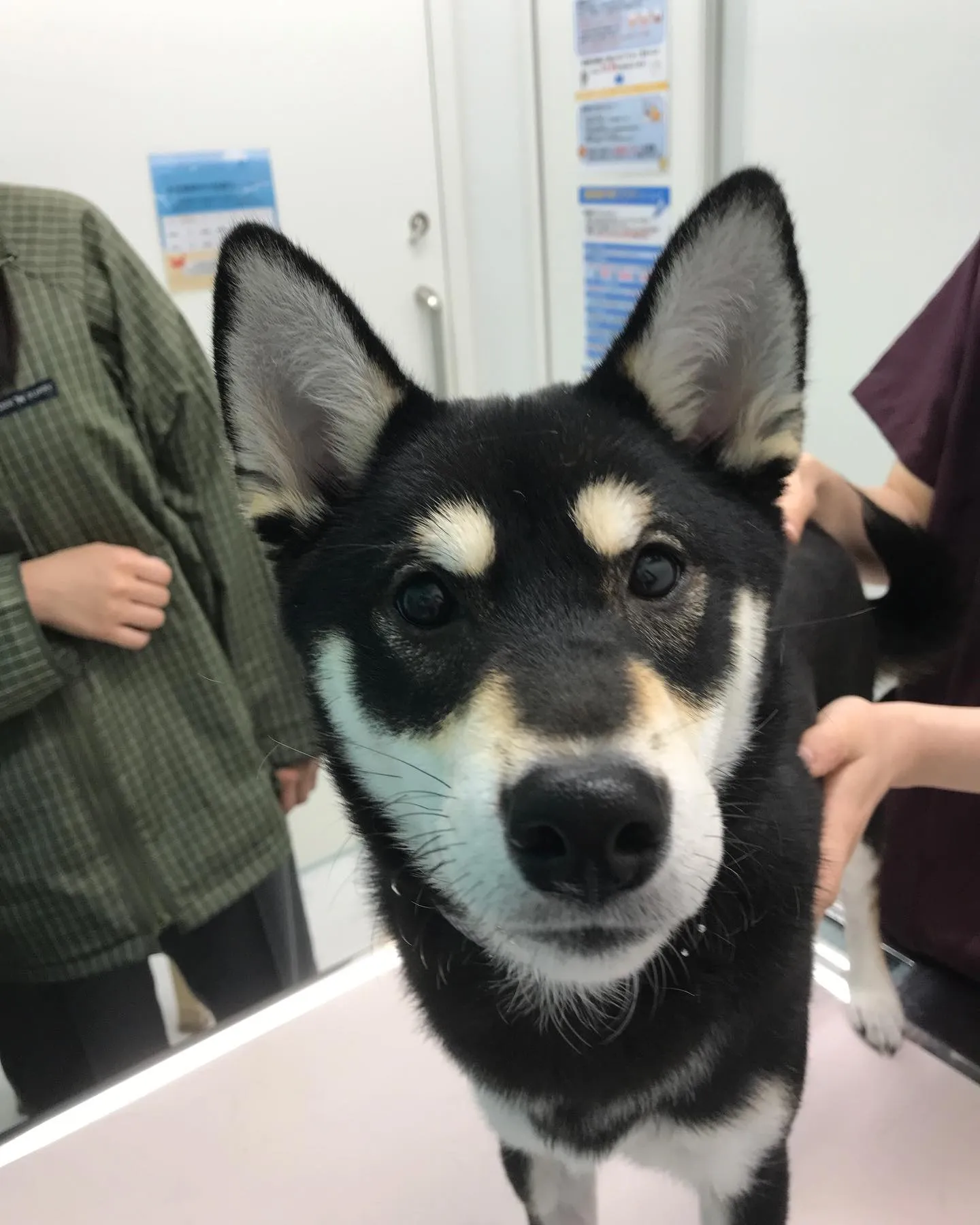 【避妊手術 犬ちゃん】