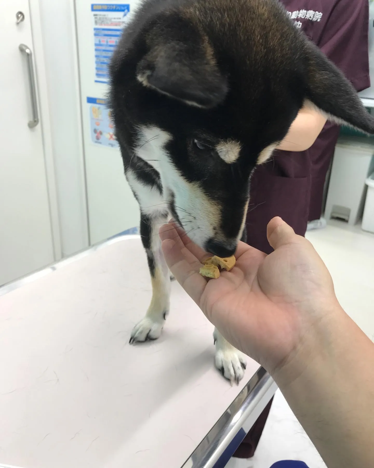 【避妊手術 犬ちゃん】