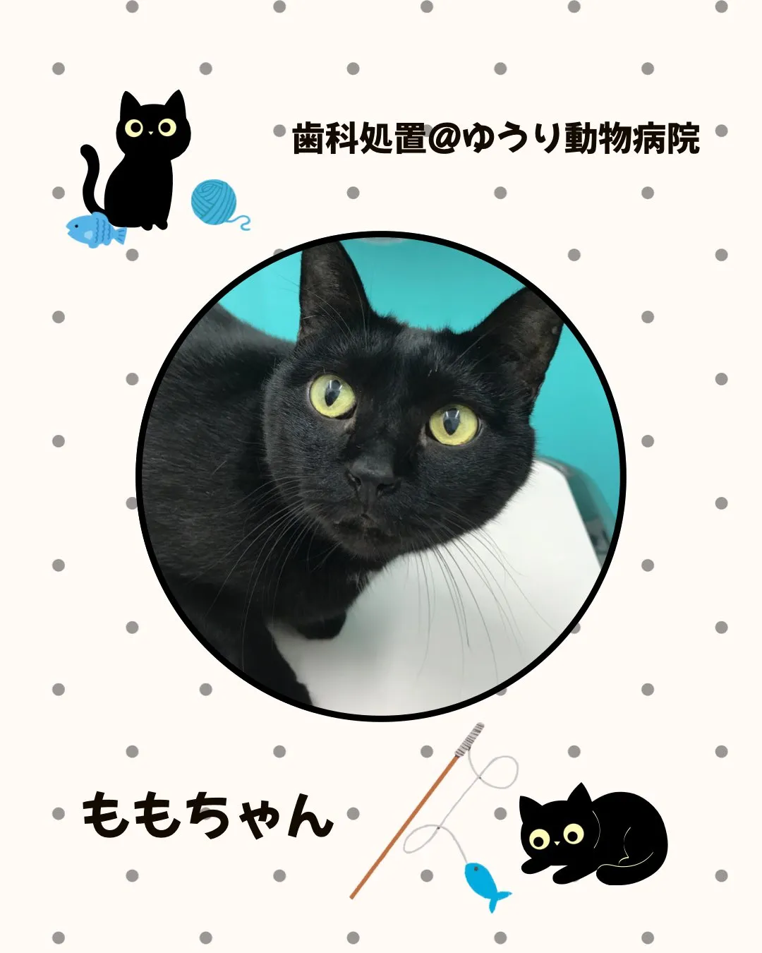 【歯科処置 猫ちゃん】