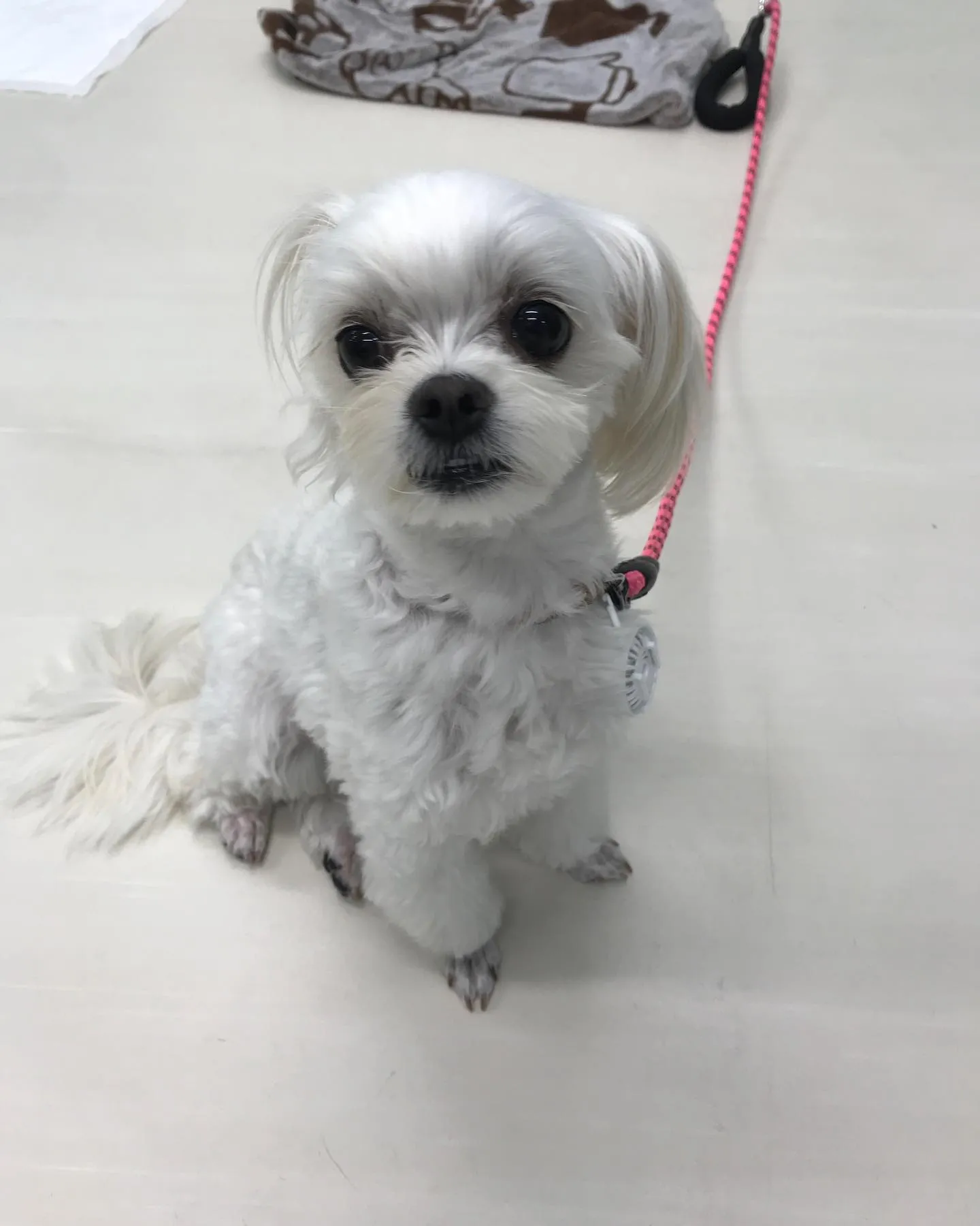 【ペットホテル　犬ちゃん】