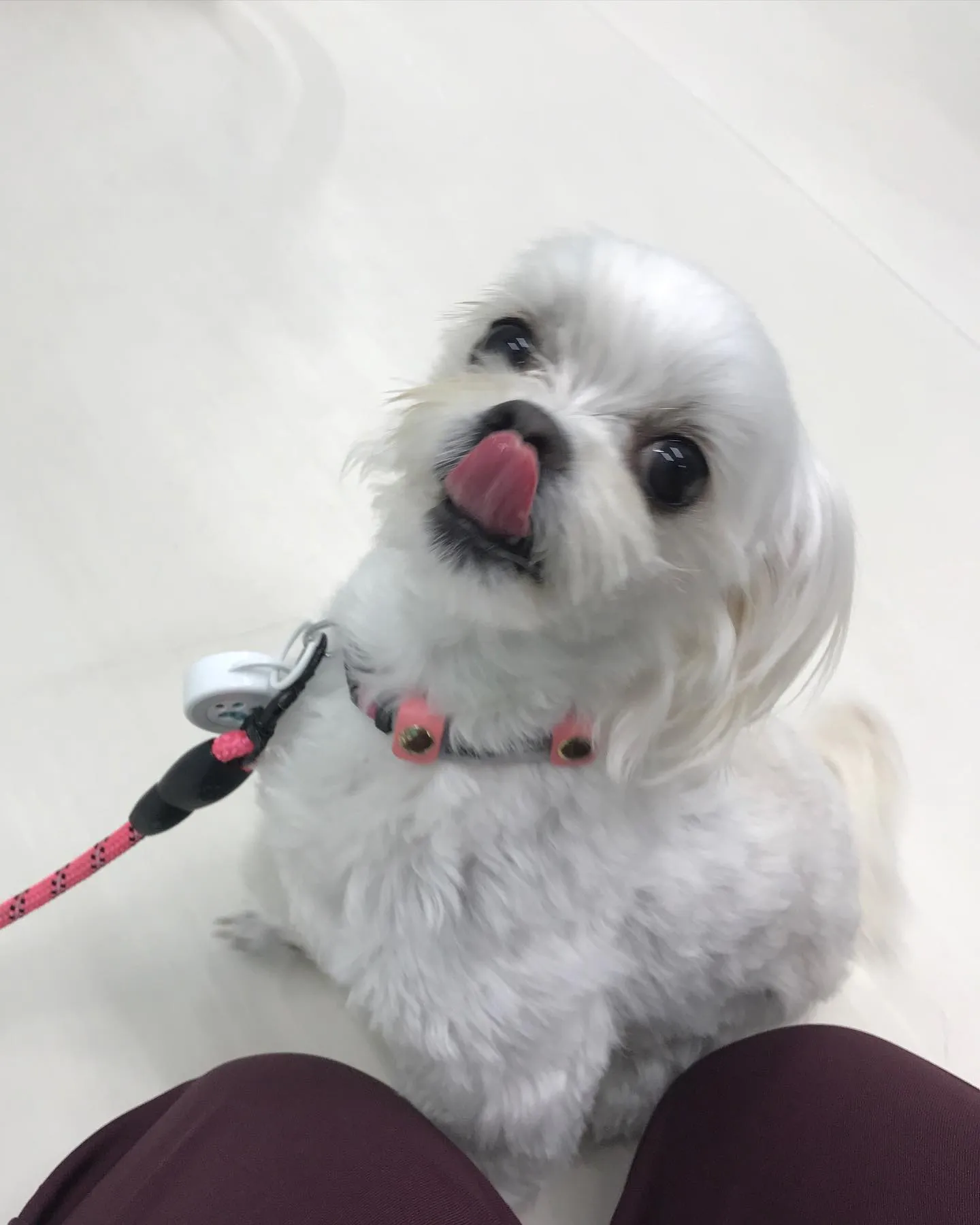 【ペットホテル　犬ちゃん】