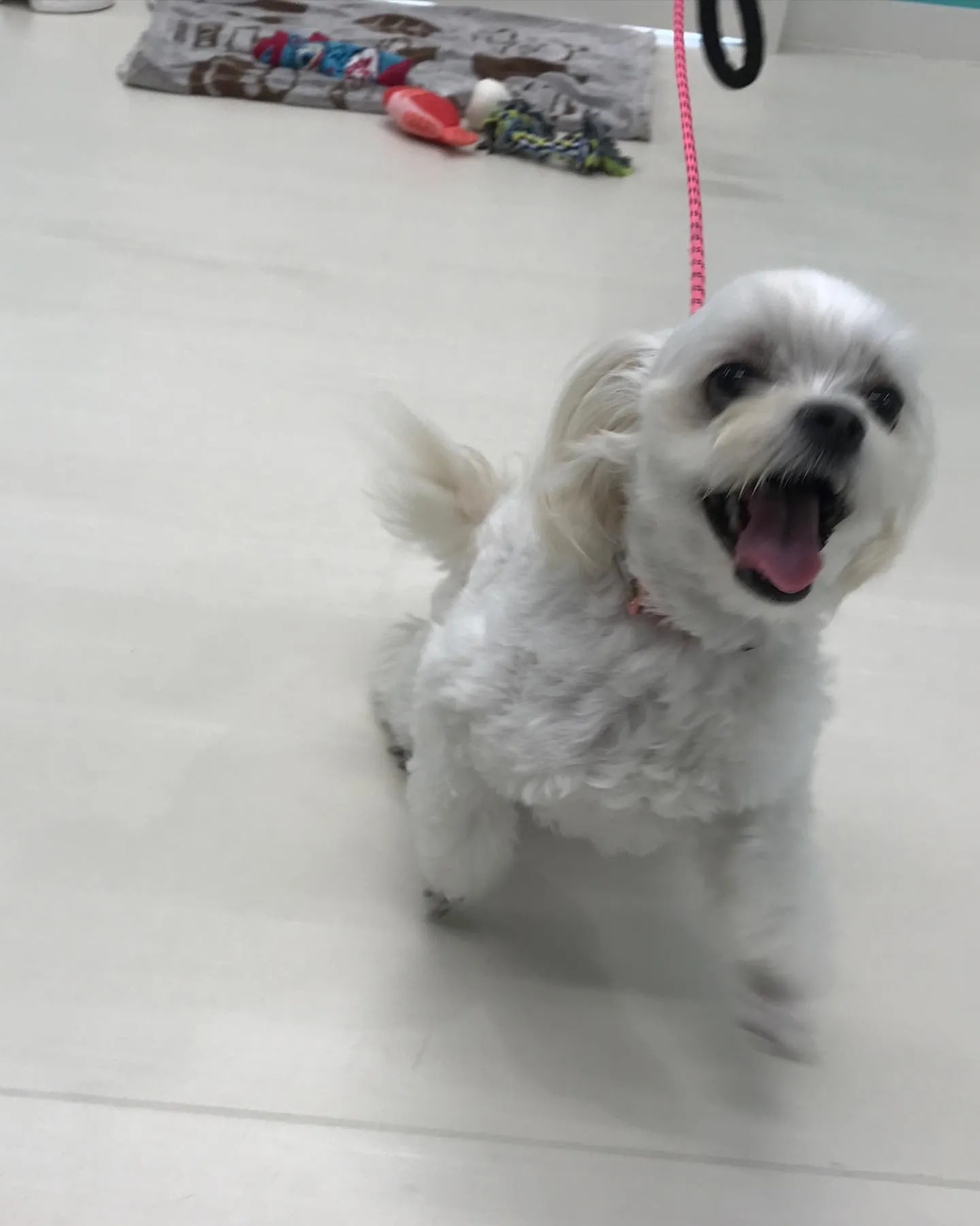 【ペットホテル　犬ちゃん】