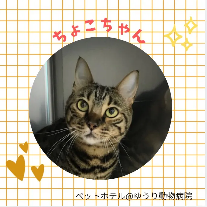 【ペットホテル 猫ちゃん】