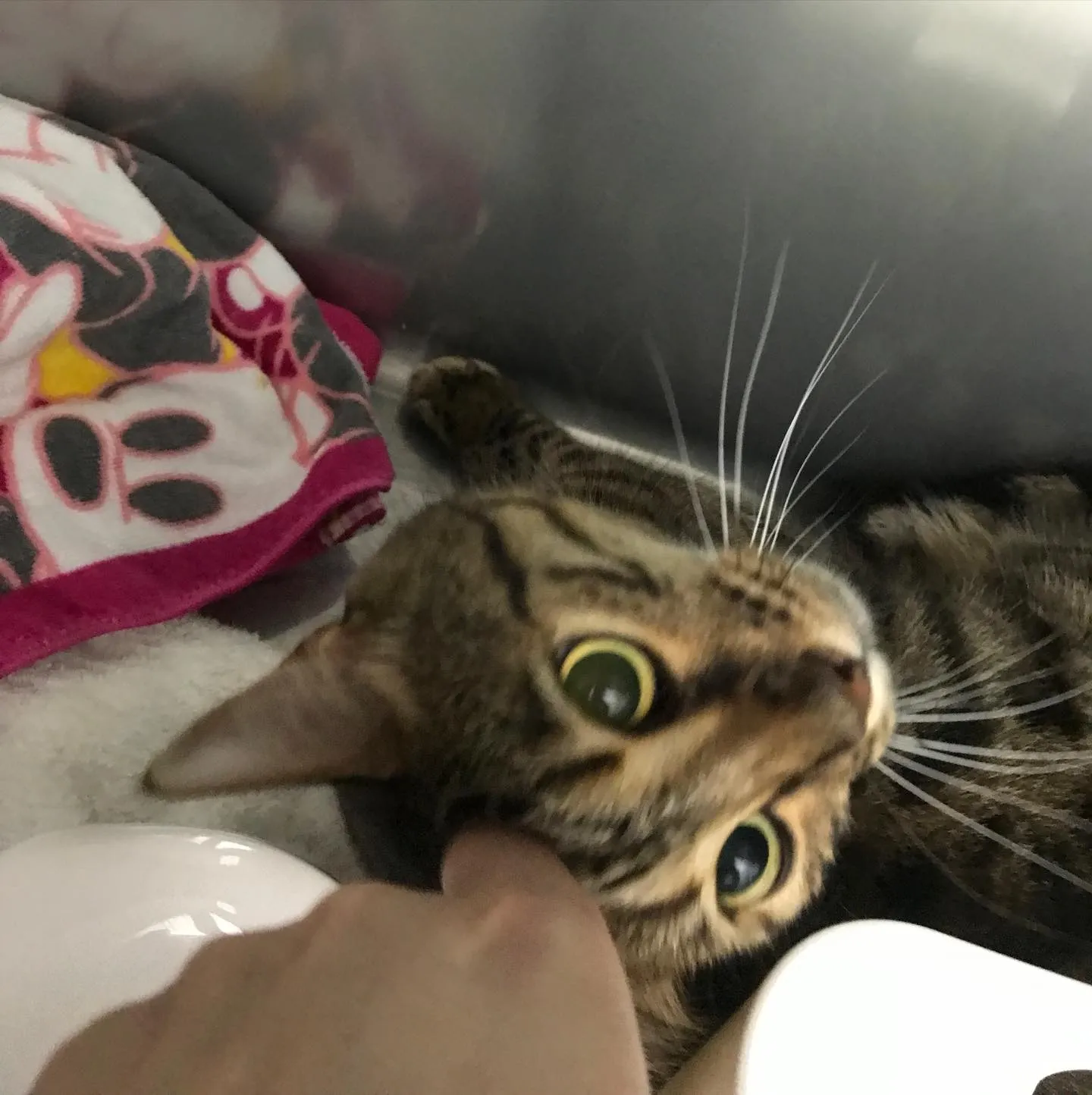 【ペットホテル 猫ちゃん】