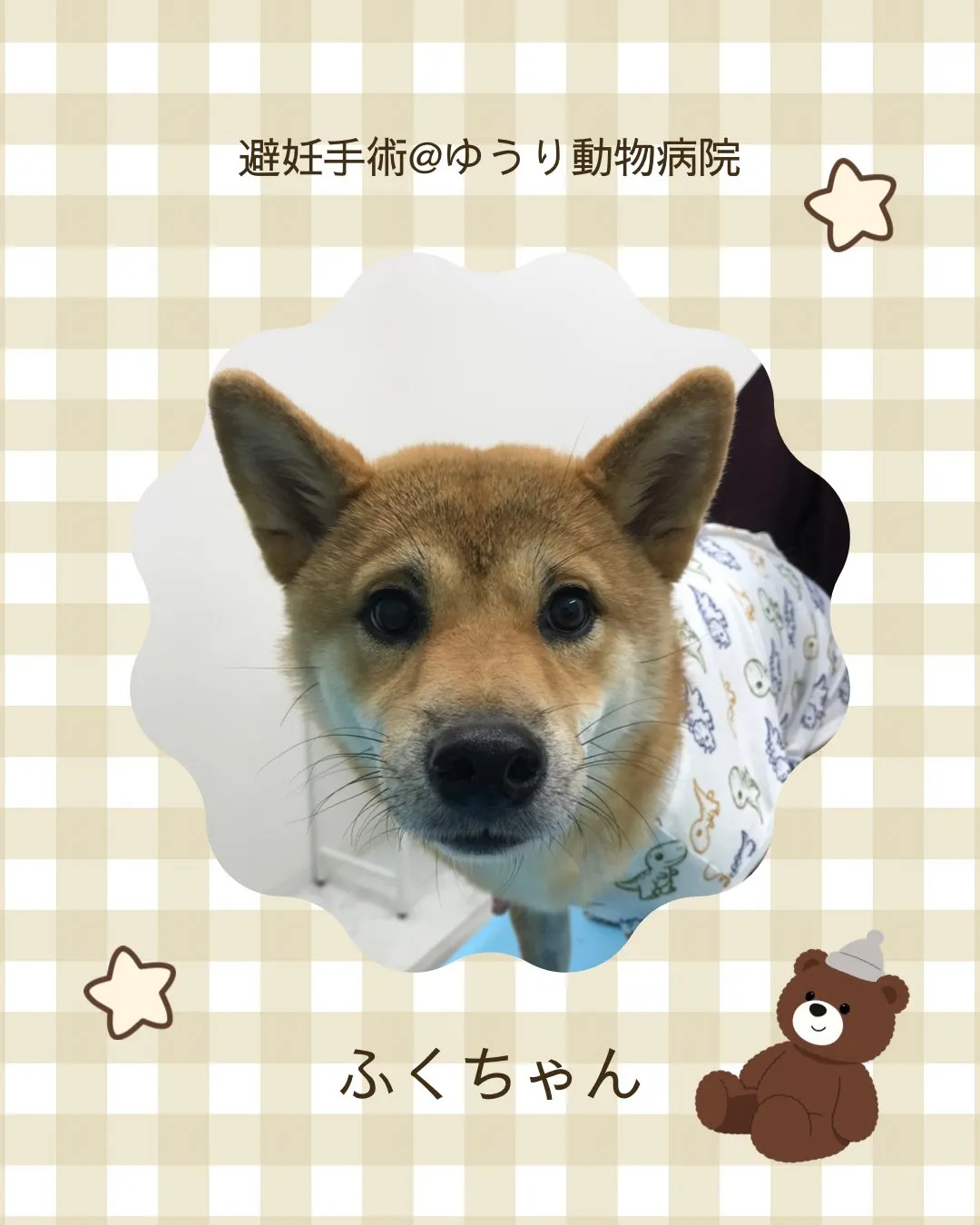【避妊手術 犬ちゃん】