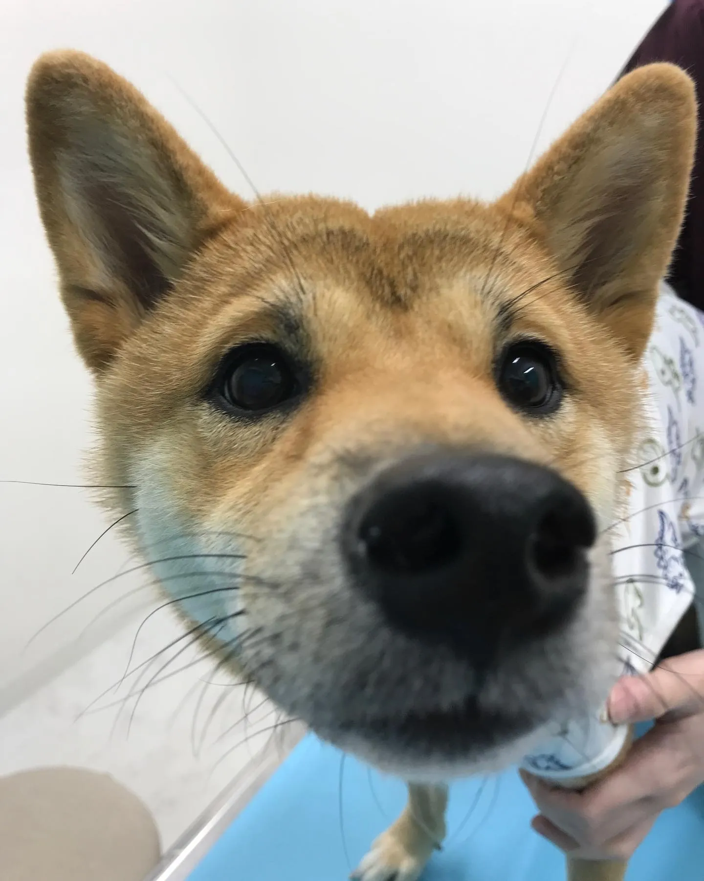 【避妊手術 犬ちゃん】