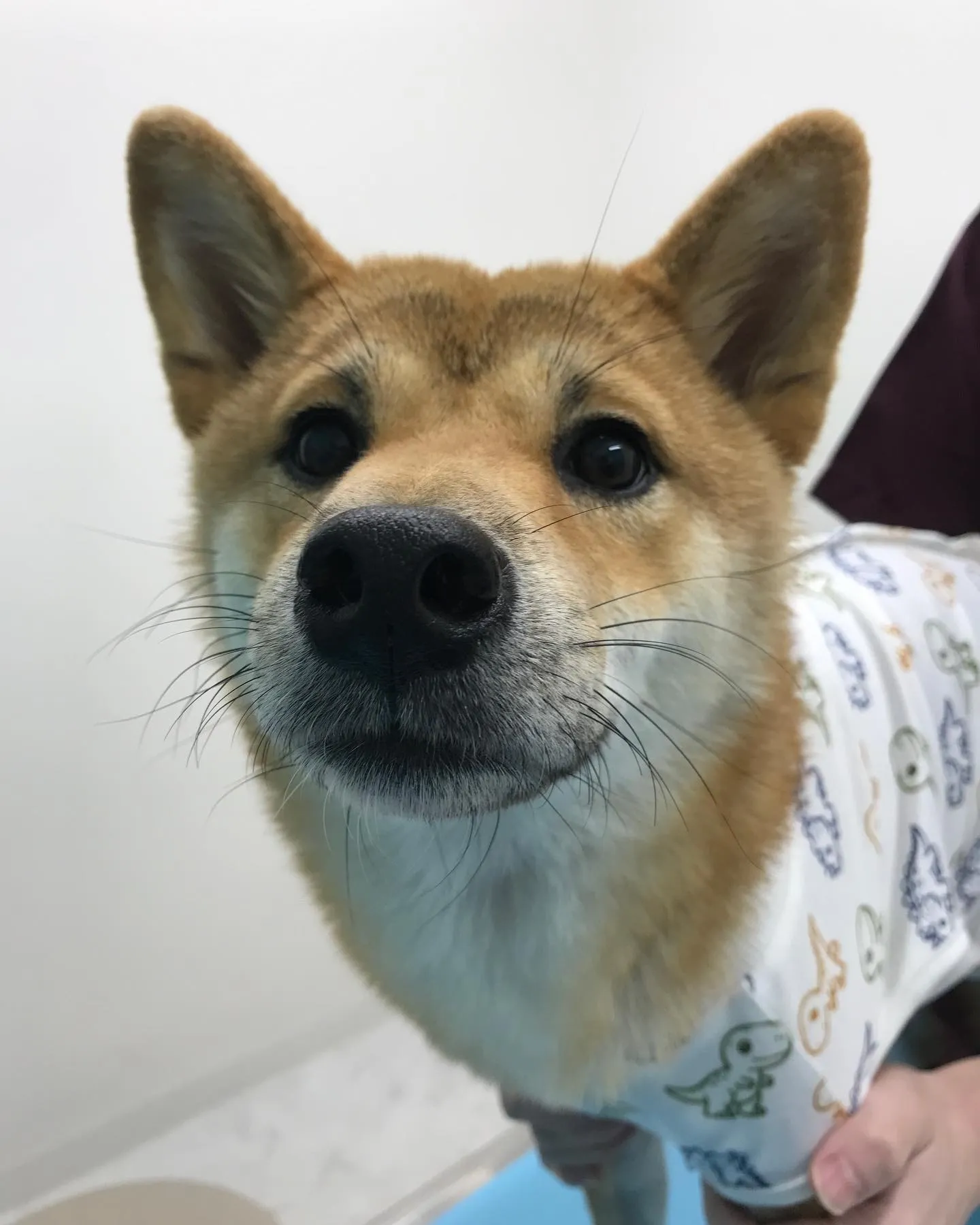 【避妊手術 犬ちゃん】