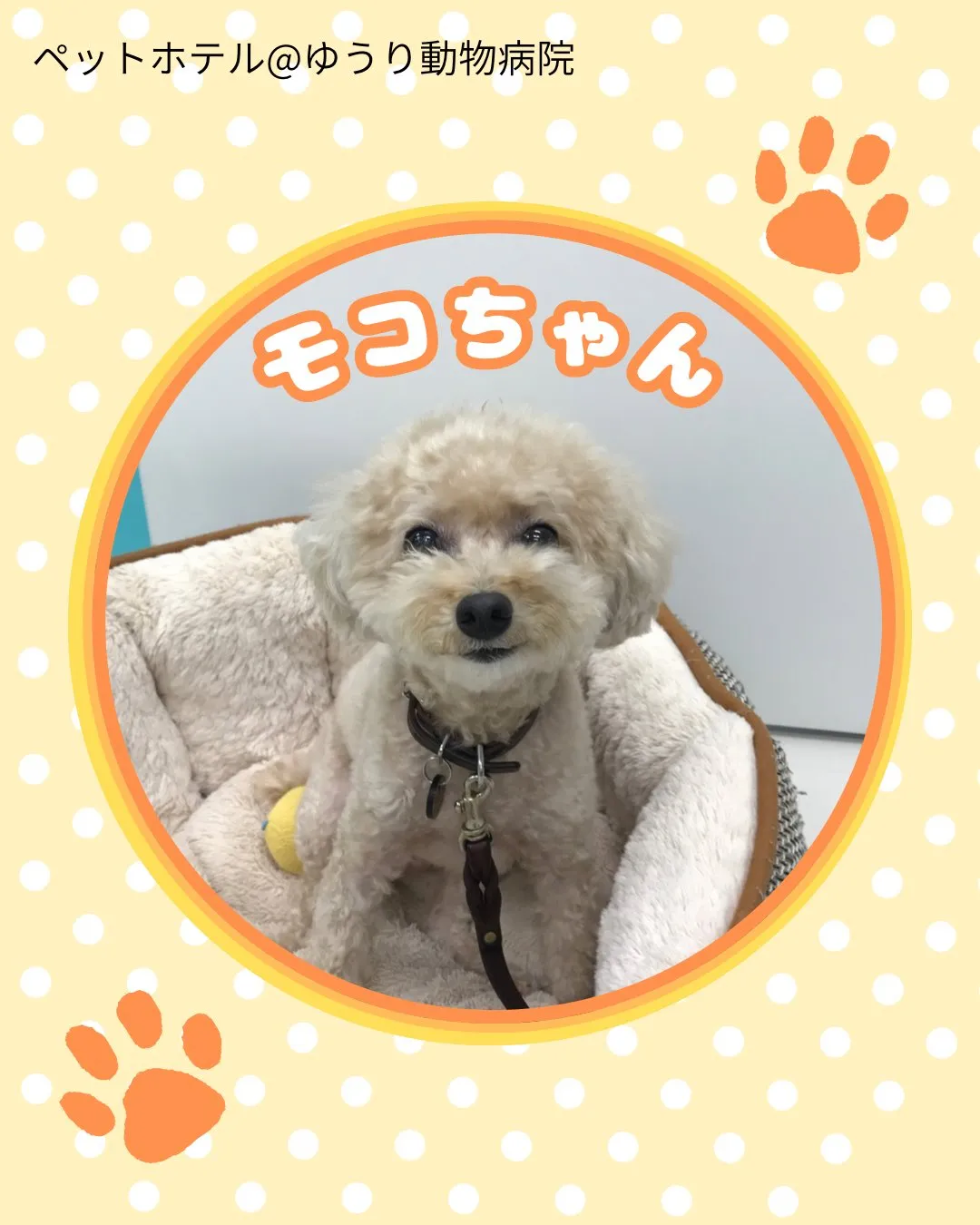 【ペットホテル　犬ちゃん】