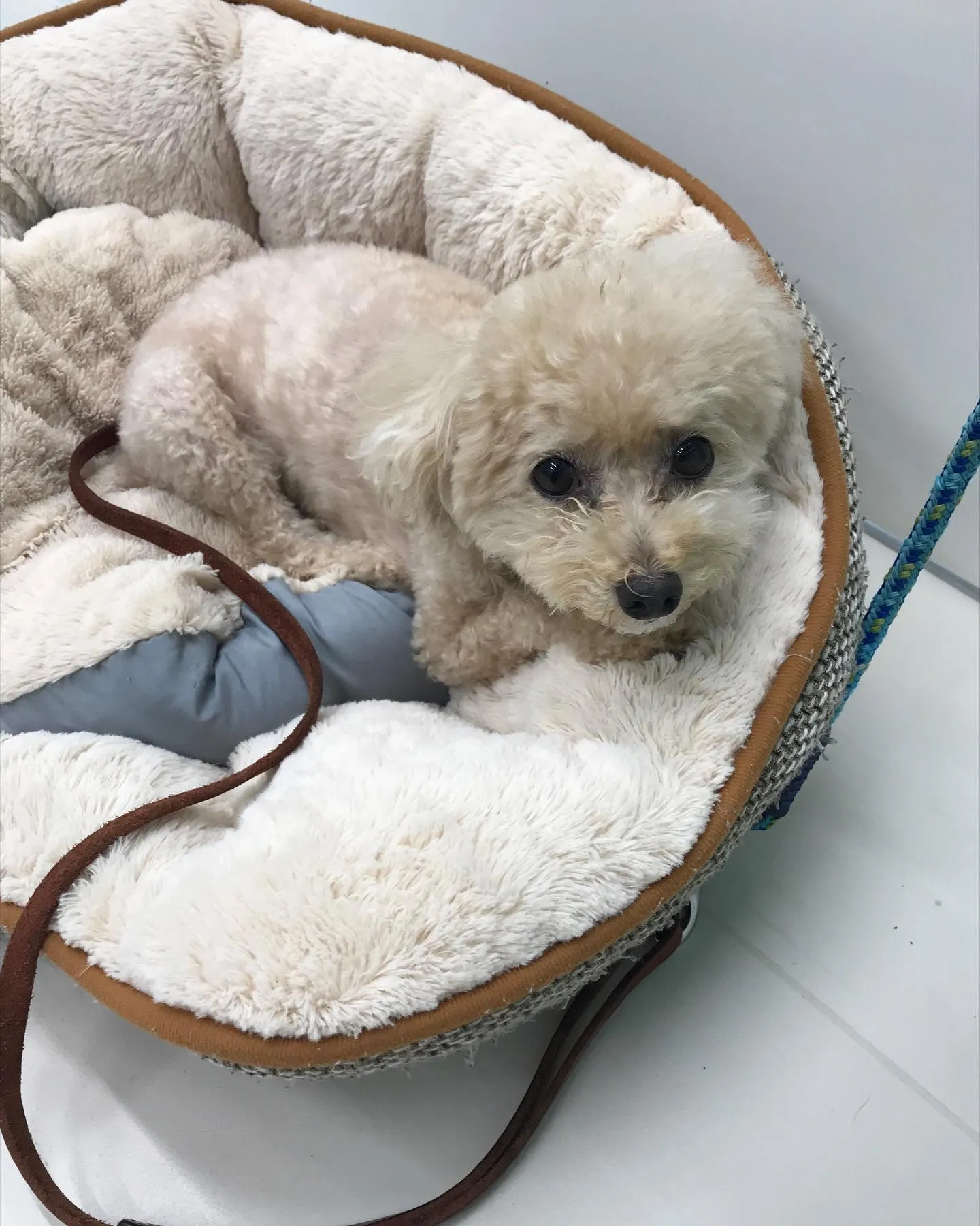 【ペットホテル　犬ちゃん】
