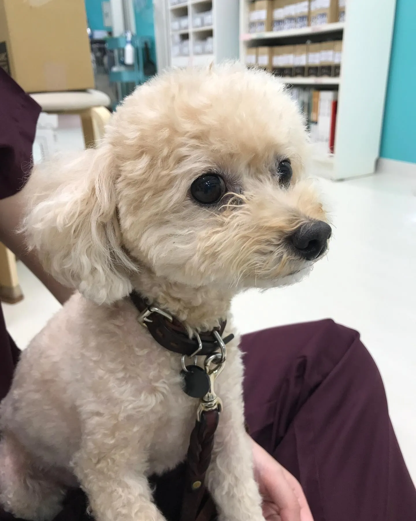 【ペットホテル　犬ちゃん】