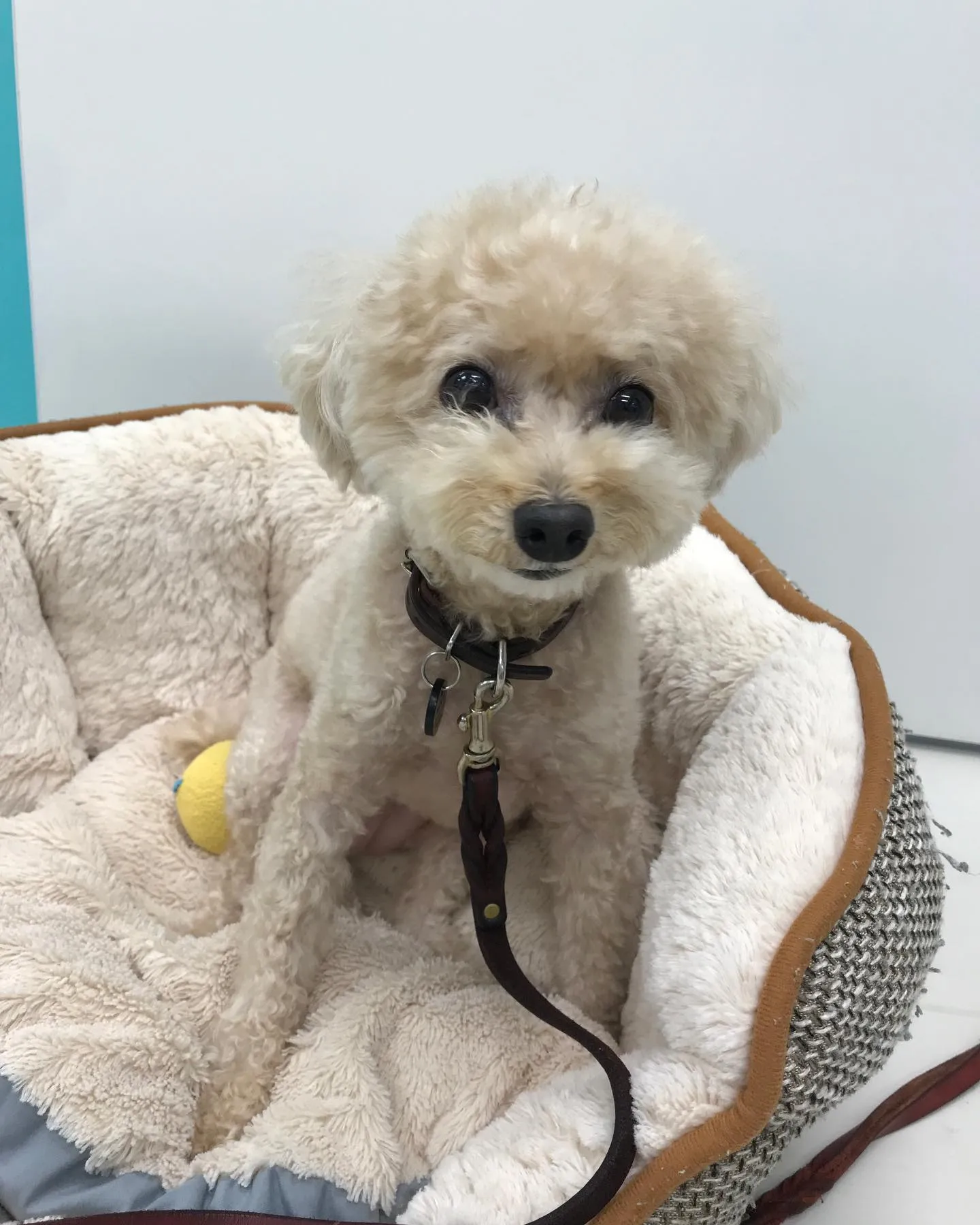 【ペットホテル　犬ちゃん】