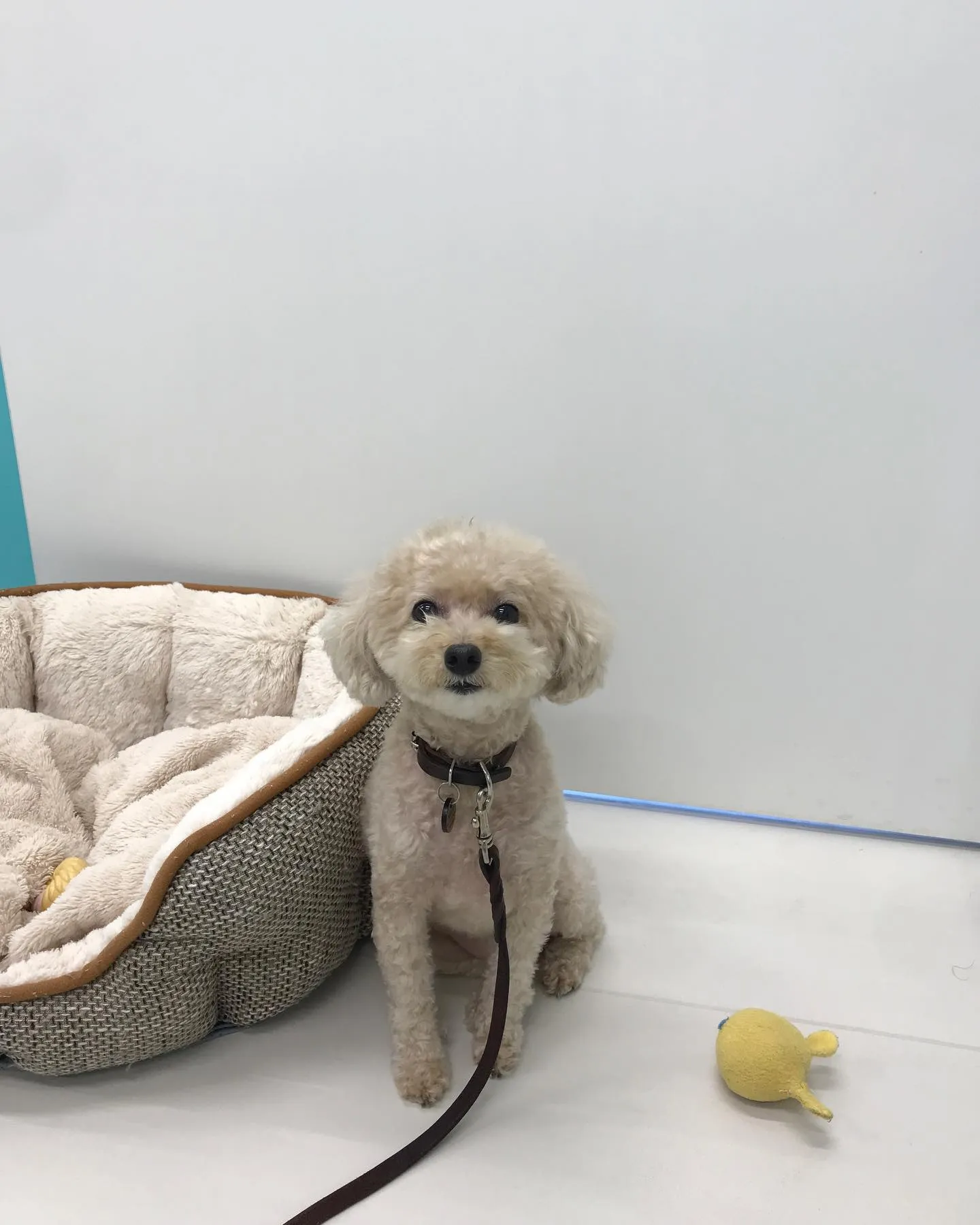 【ペットホテル　犬ちゃん】