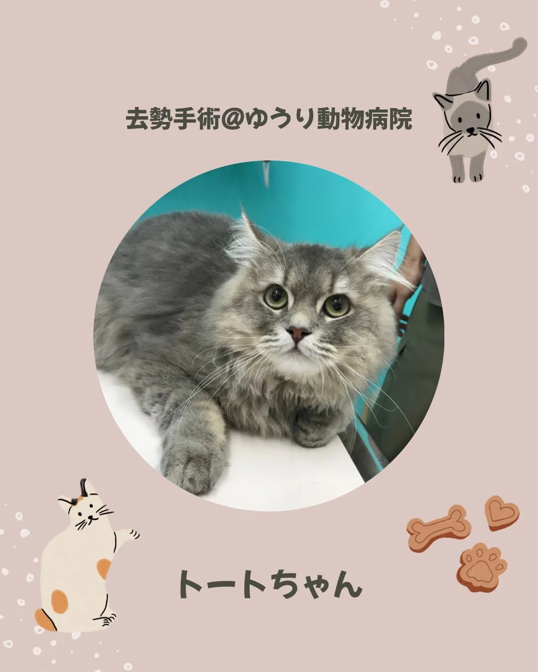 【去勢手術　猫ちゃん】