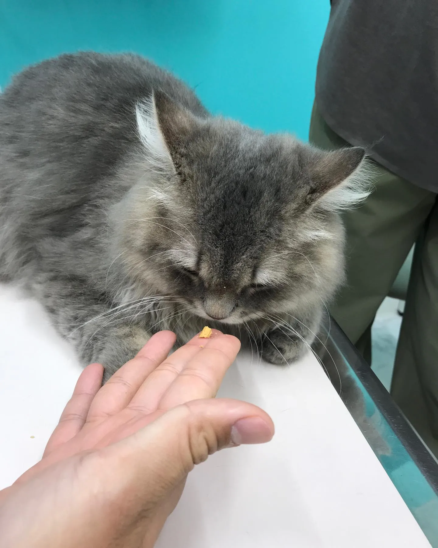【去勢手術　猫ちゃん】