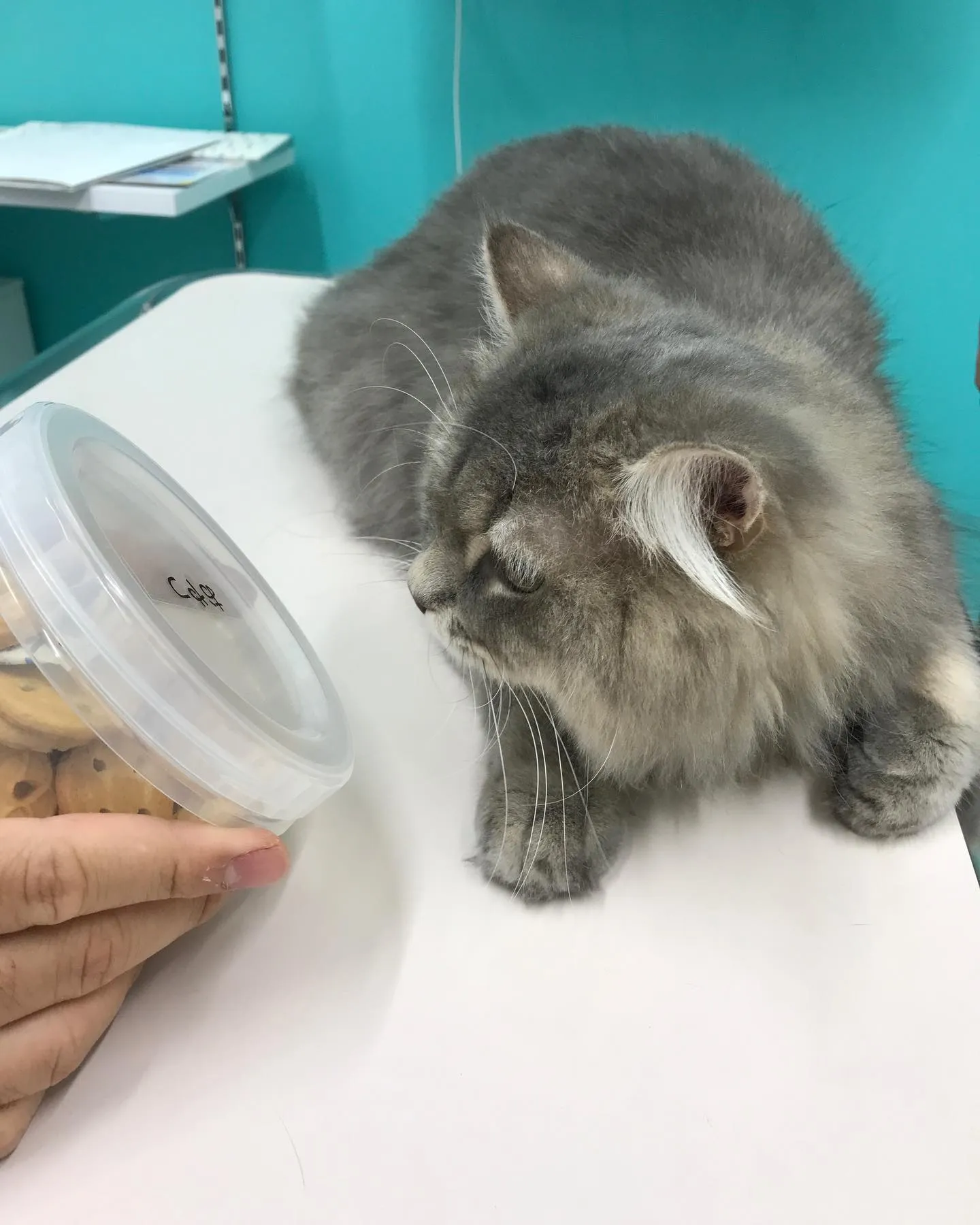 【去勢手術　猫ちゃん】