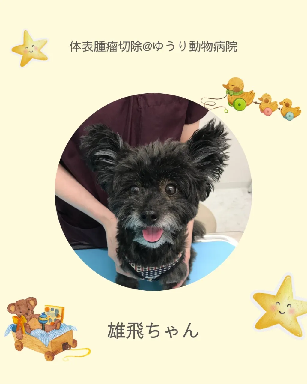 【体表腫瘤切除 犬ちゃん】