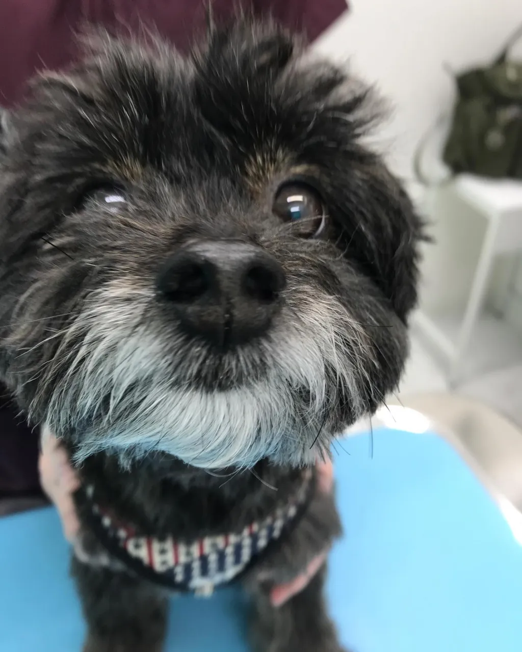 【体表腫瘤切除 犬ちゃん】
