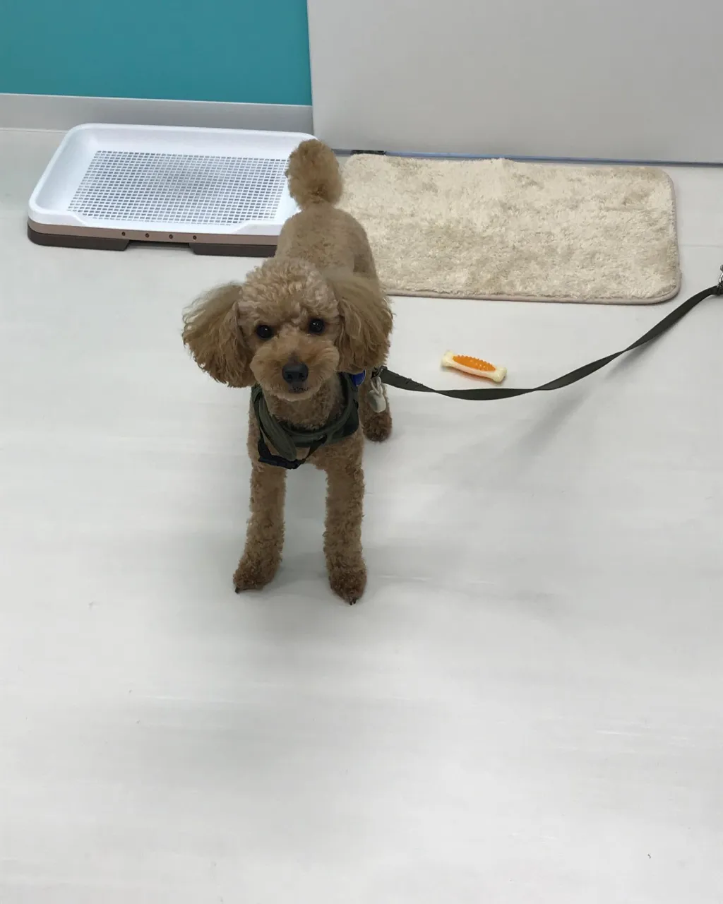 【ペットホテル 犬ちゃん】