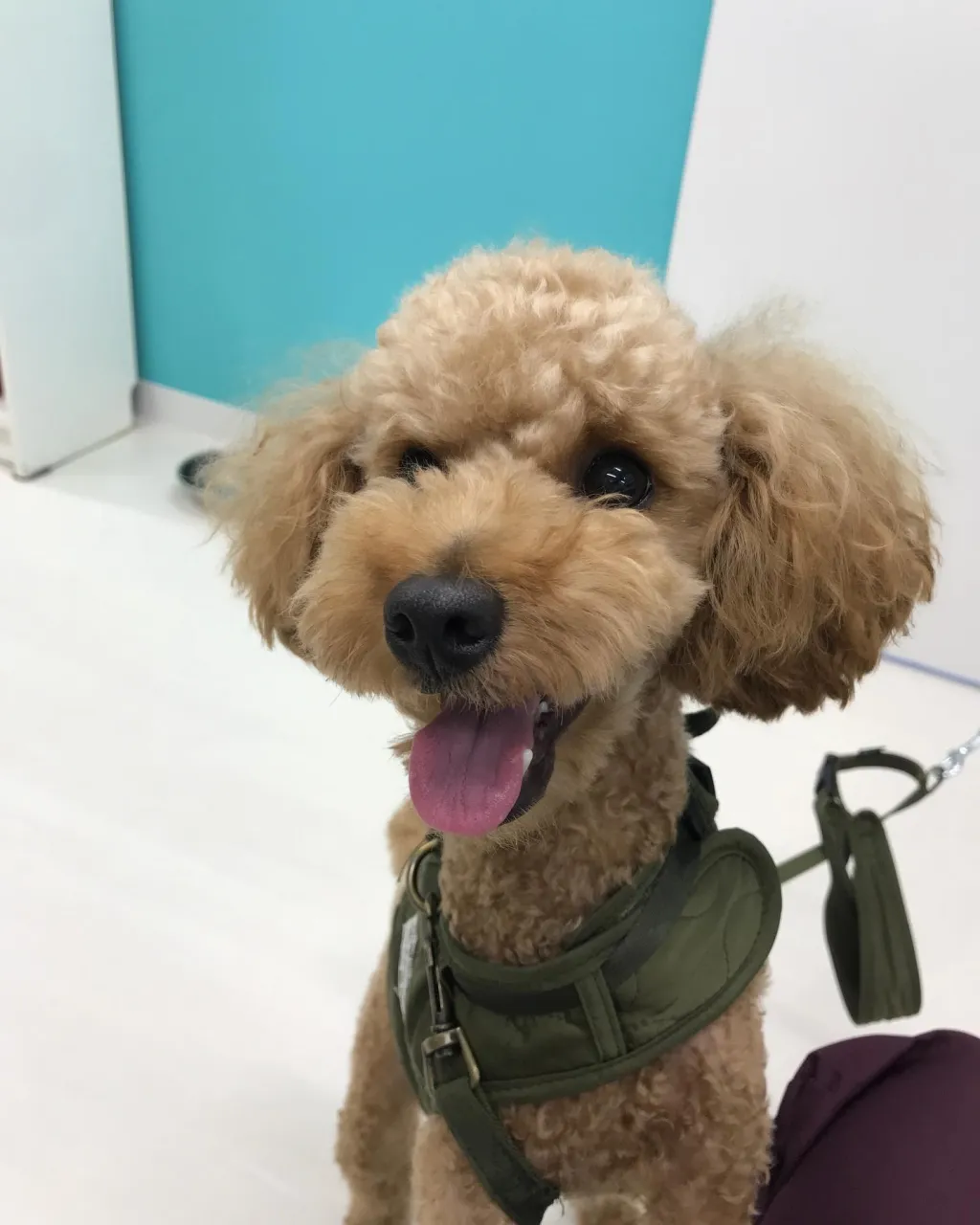 【ペットホテル 犬ちゃん】