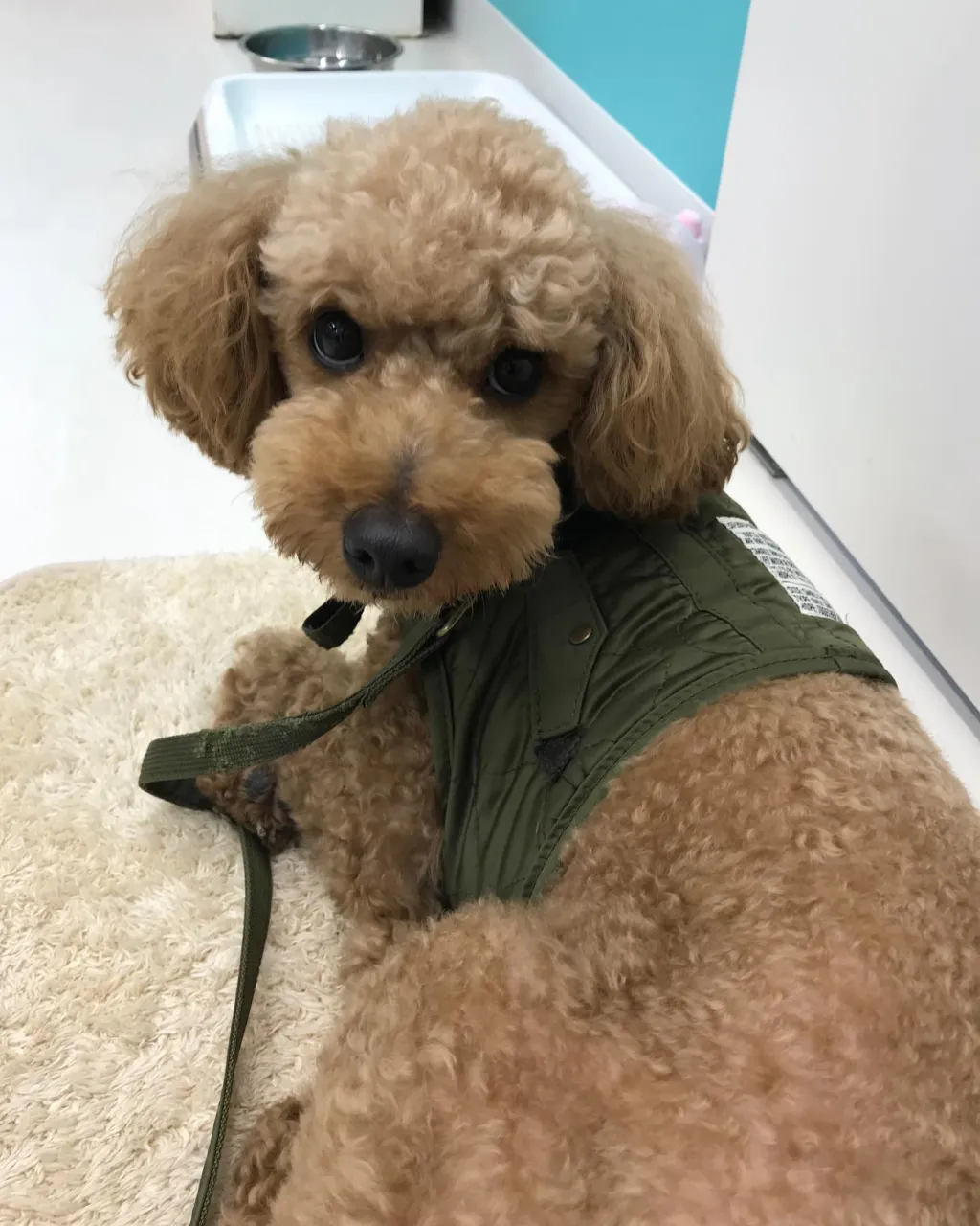【ペットホテル 犬ちゃん】