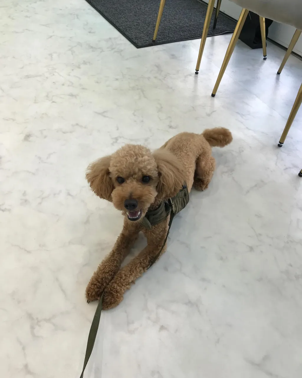 【ペットホテル 犬ちゃん】
