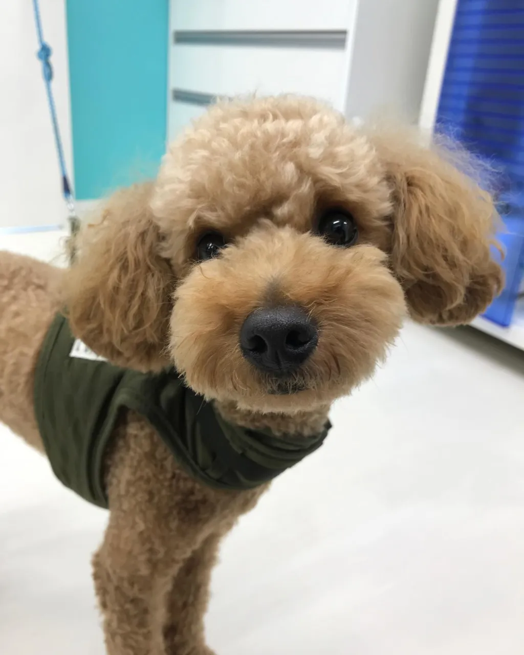 【ペットホテル 犬ちゃん】