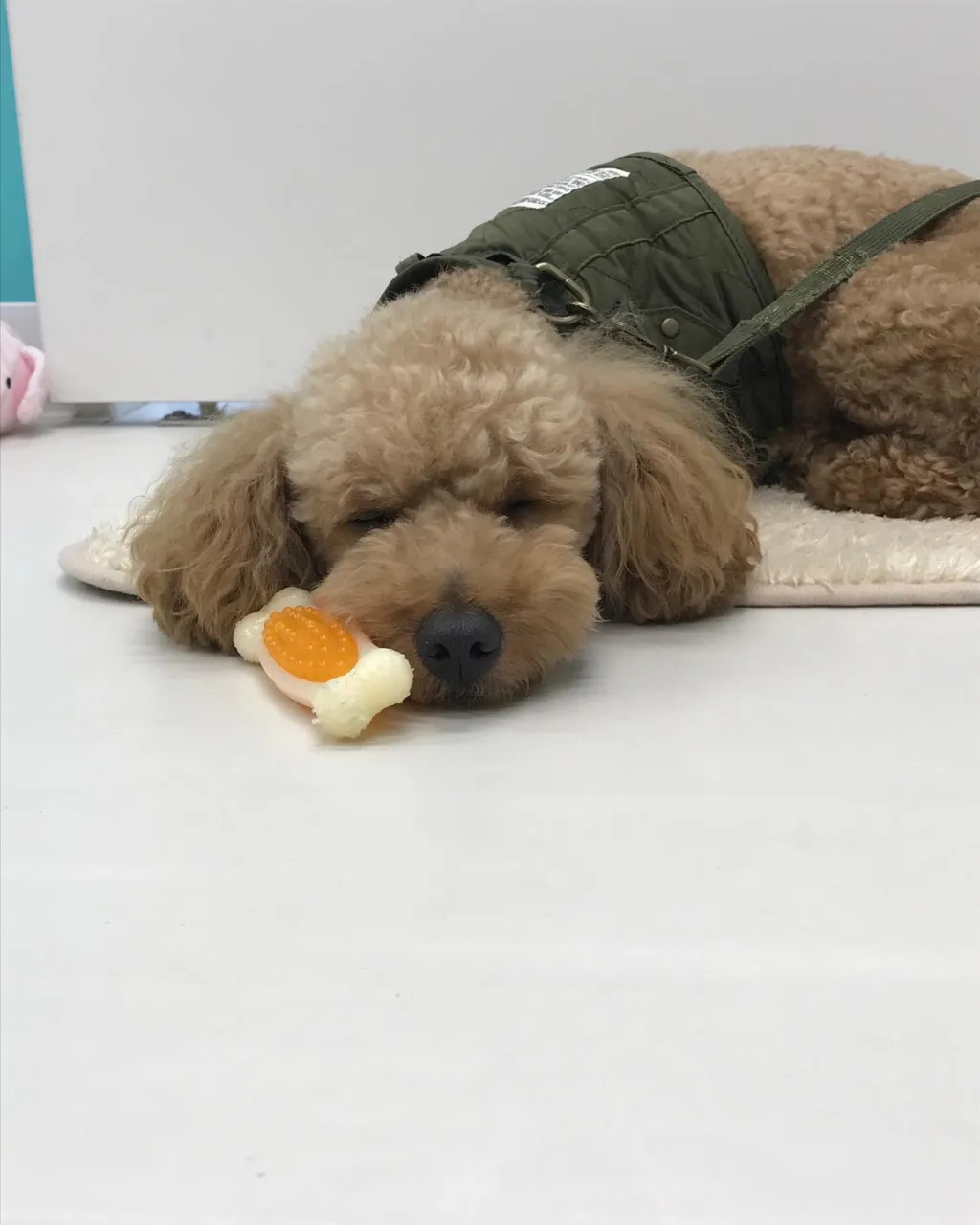 【ペットホテル 犬ちゃん】