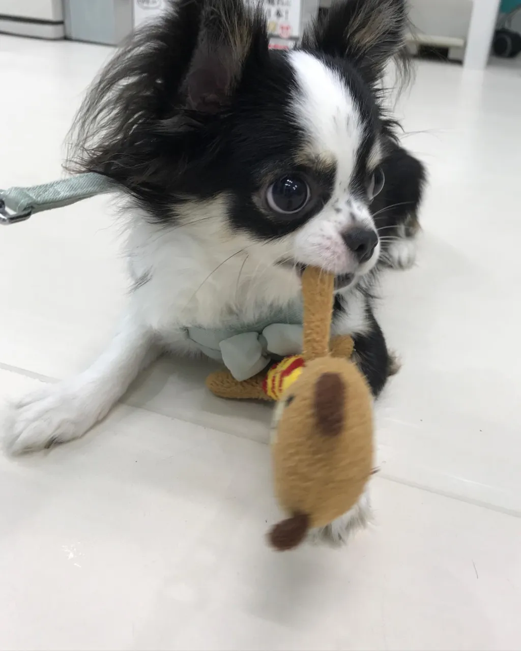 【ペットホテル 犬ちゃん】