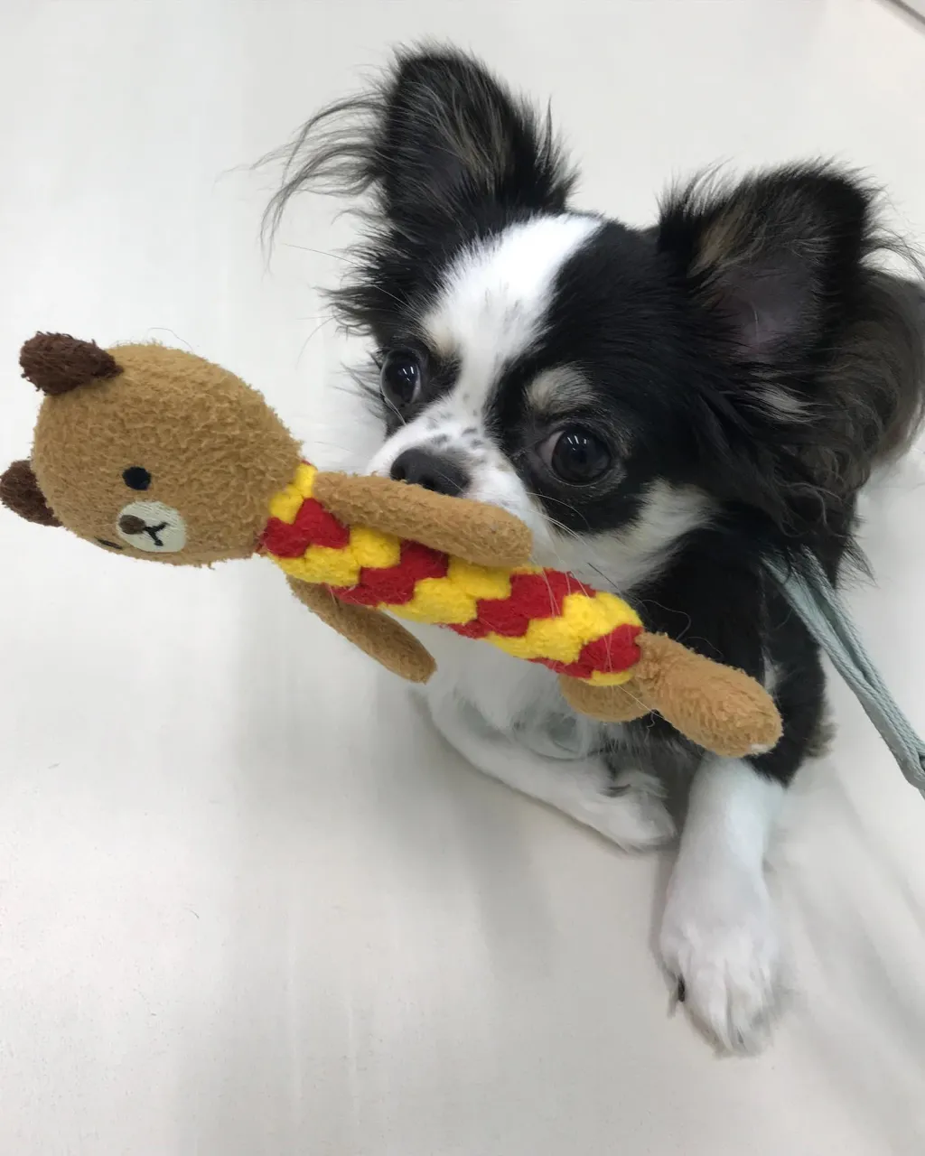 【ペットホテル 犬ちゃん】