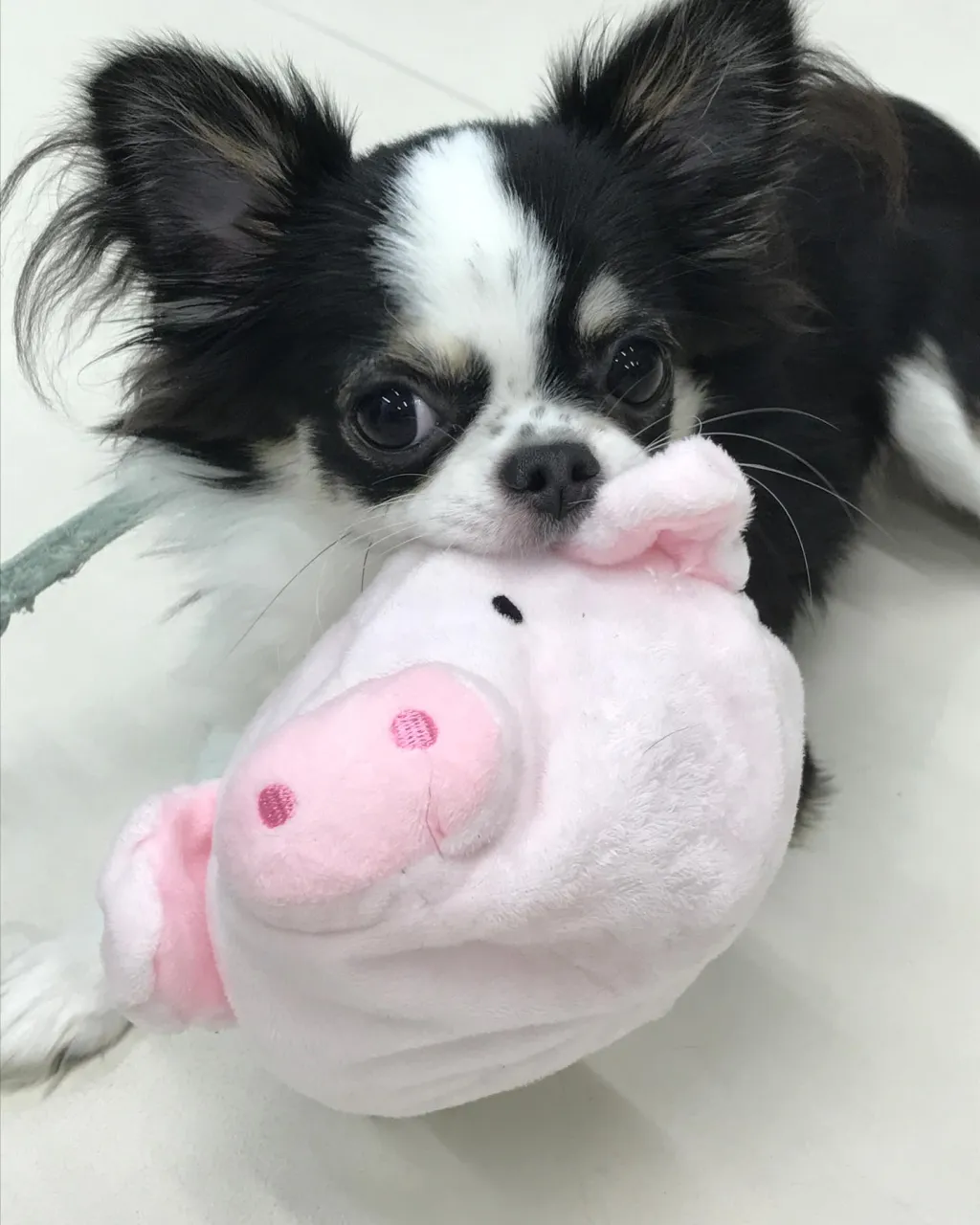 【ペットホテル 犬ちゃん】