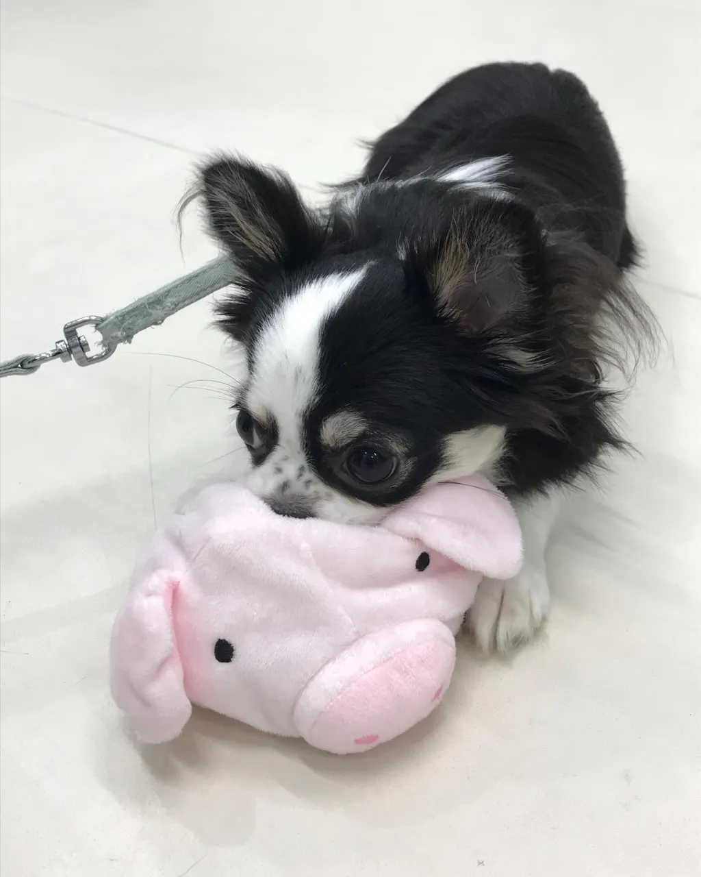 【ペットホテル 犬ちゃん】